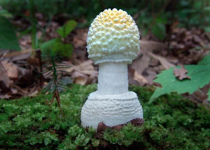 small_amanita.JPG