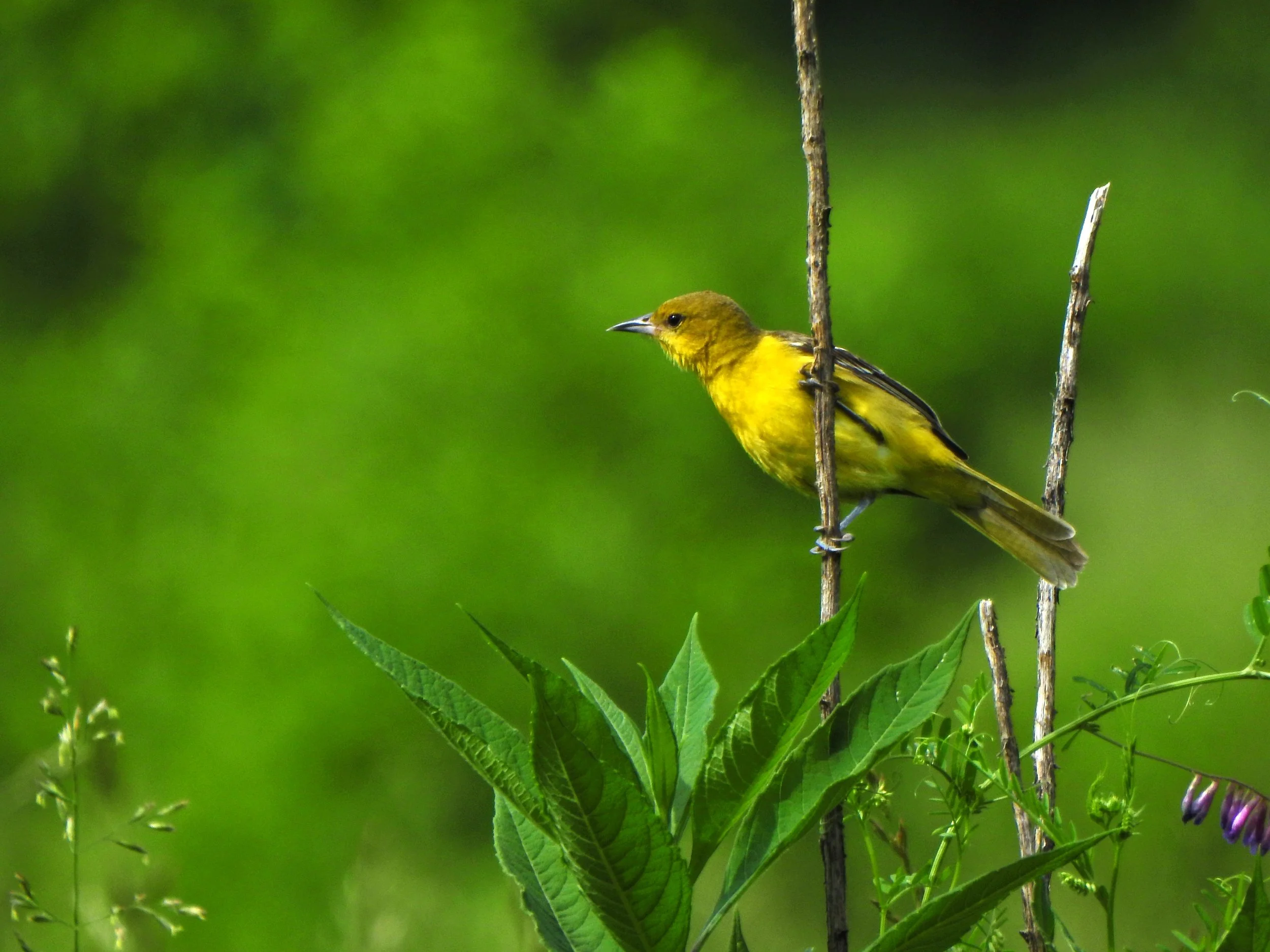 To Lament: Dawn Songs &amp; The Human-Bird Bond