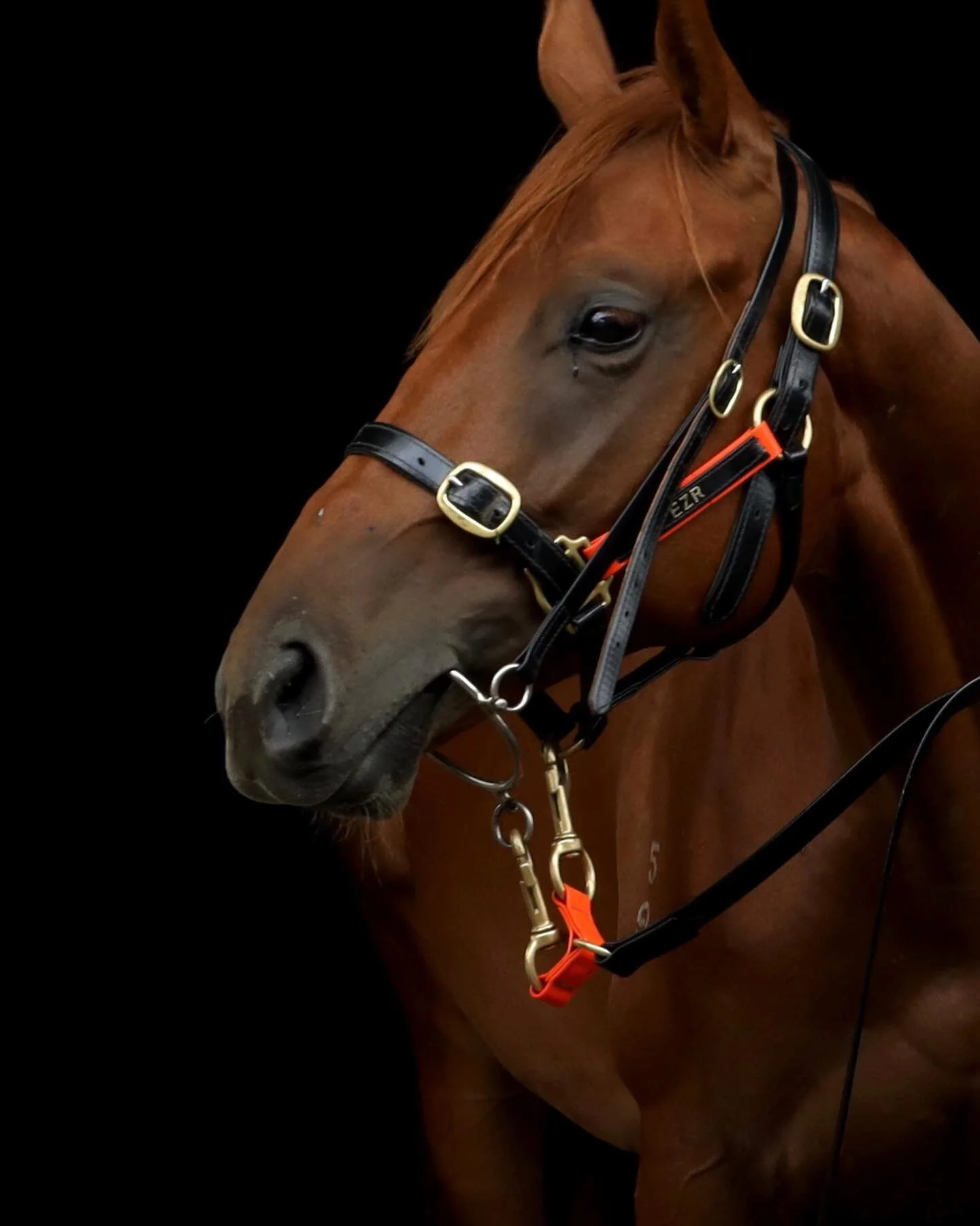 &bull; EQUINE PORTRAITURE &bull;