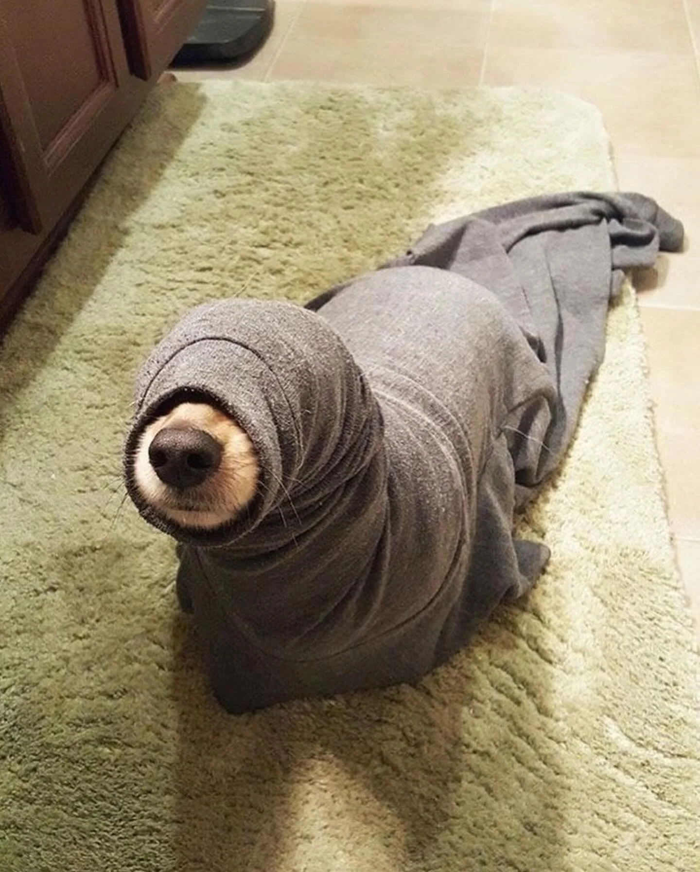 I spy a sea dog 🐶 🦭
repost: @arcticfoxandco