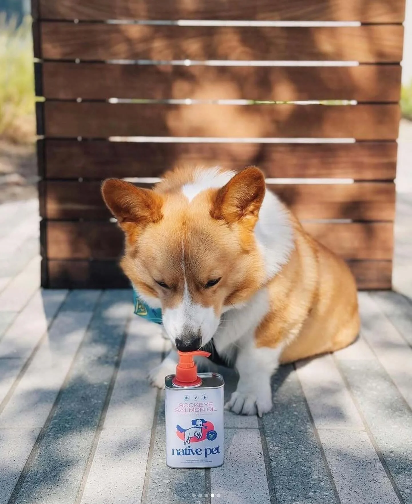 Shiny coat. Happy tummy. Healthy heart. ✨

Native Pet&rsquo;s Sockeye Salmon Oil is rich in omega-3s that support skin health, reduce shedding, and keep your pup&rsquo;s coat soft and glossy &mdash; inside and out.

A daily ritual for your furry one 