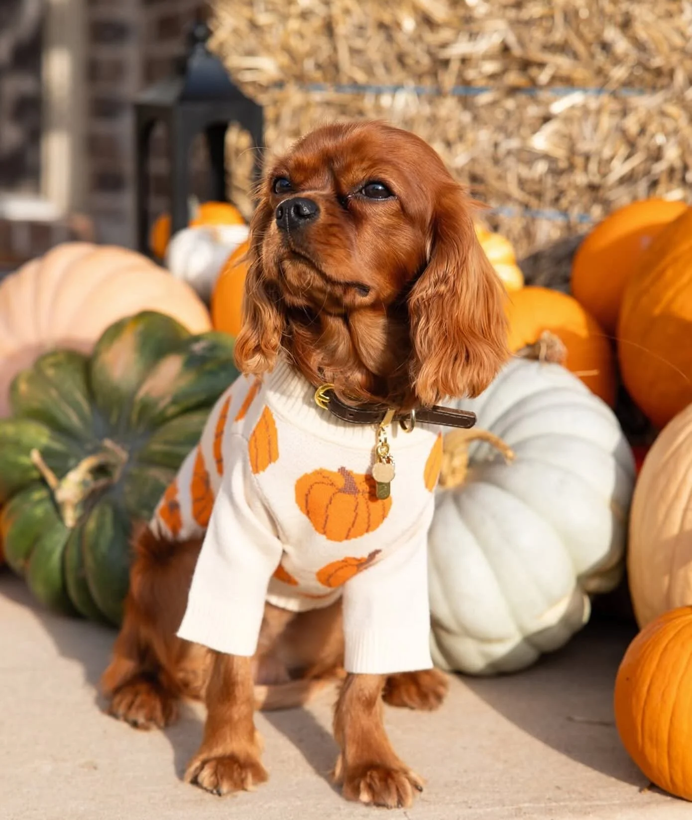 Is it even fall if your dog isn&rsquo;t wearing a pumpkin sweater? 

😉 Get your pup ready for pumpkin patch adventures and cozy cuddles on the couch. This sweater is 100% adorable, 100% comfy.

#dogsofinstagram #fallvibes #cutestdogever #dogsweater 
