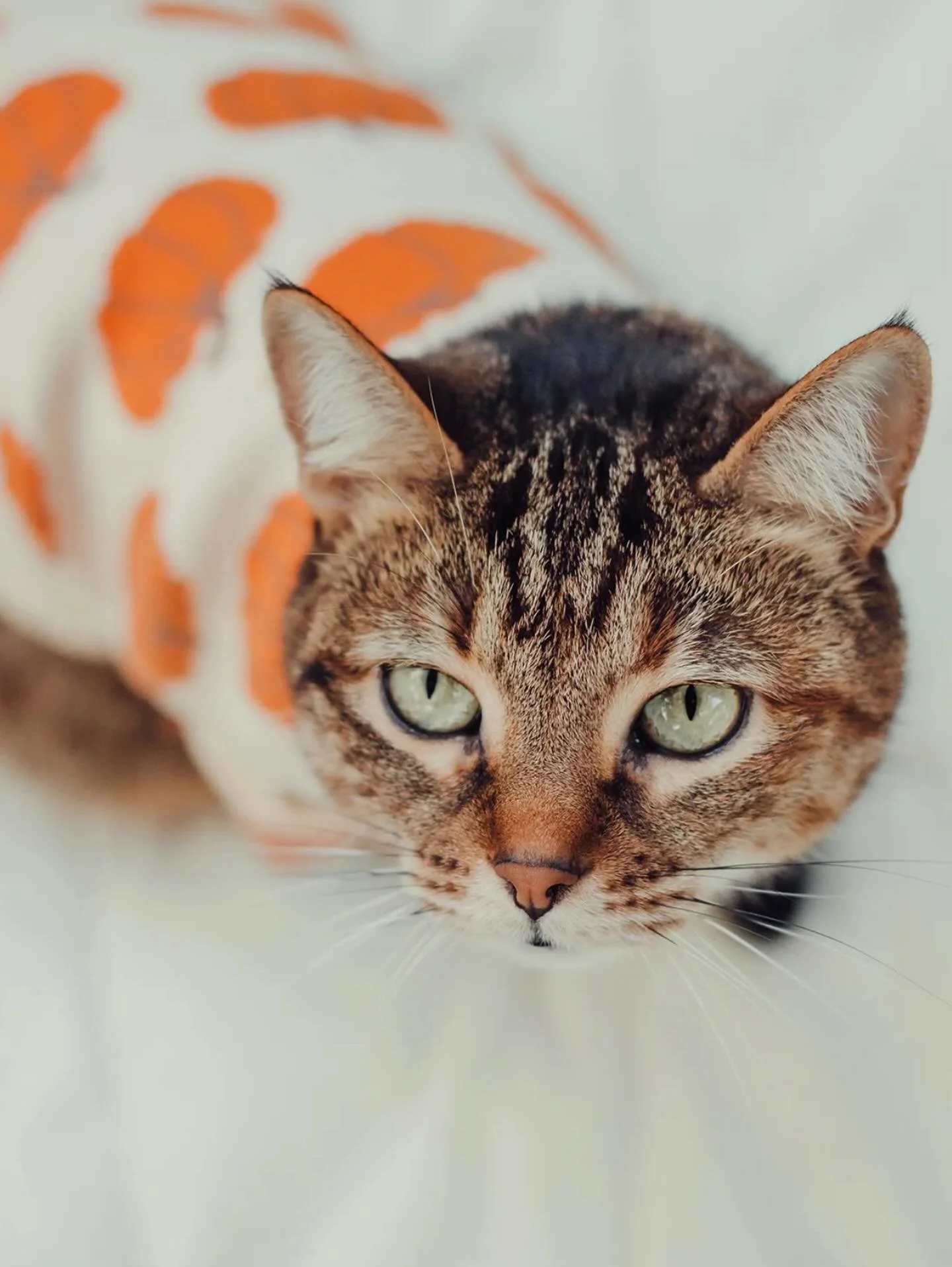 Sweater weather is better together. 🍂 Keep your furry best friend extra cozy and cute this season with our Pumpkin Dog Sweater. Made with soft, breathable fabric for maximum comfort and style. Comment Pumpkin and I will send you the link directly to