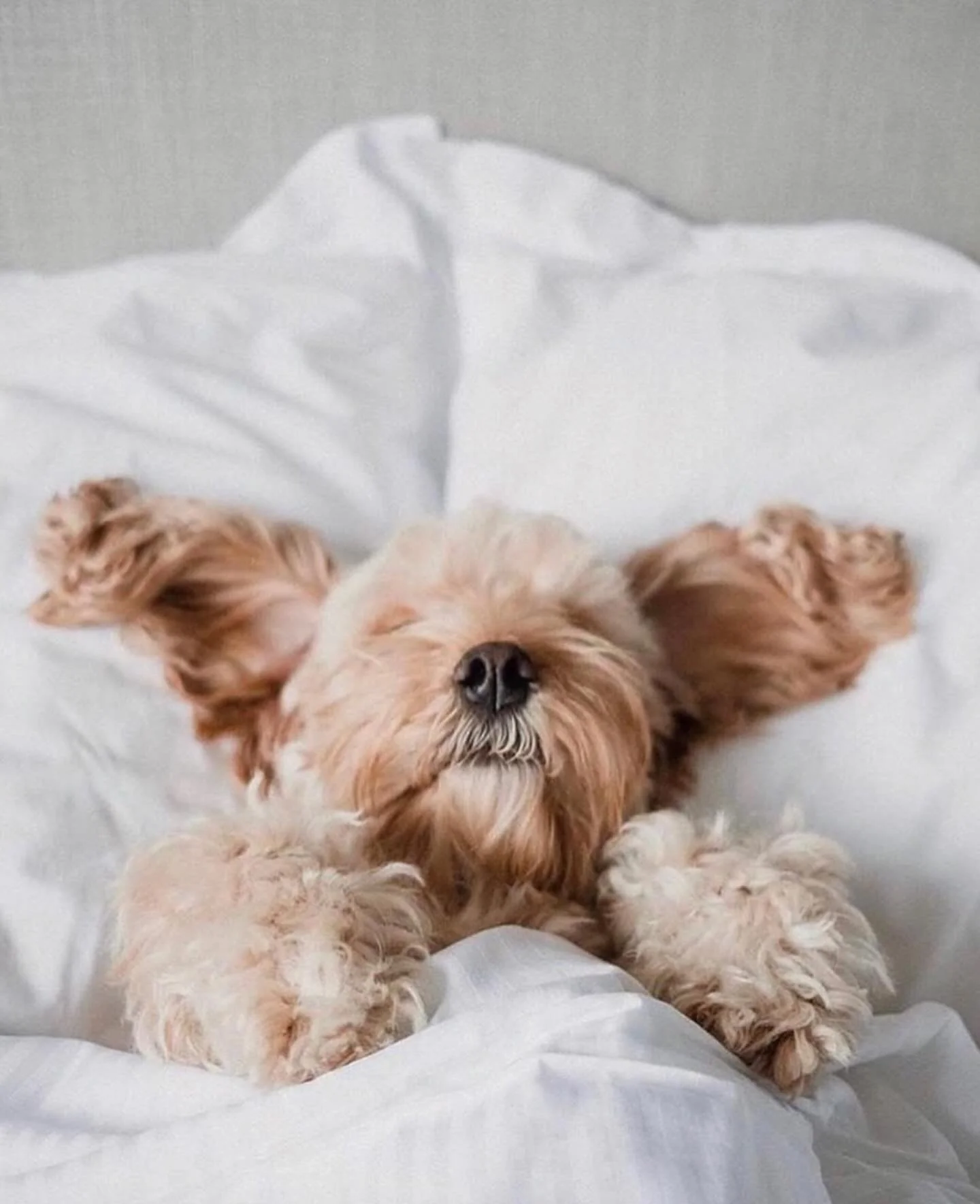 Our new favorite ritual, sleeping in. 
repost: @cockapoomarley