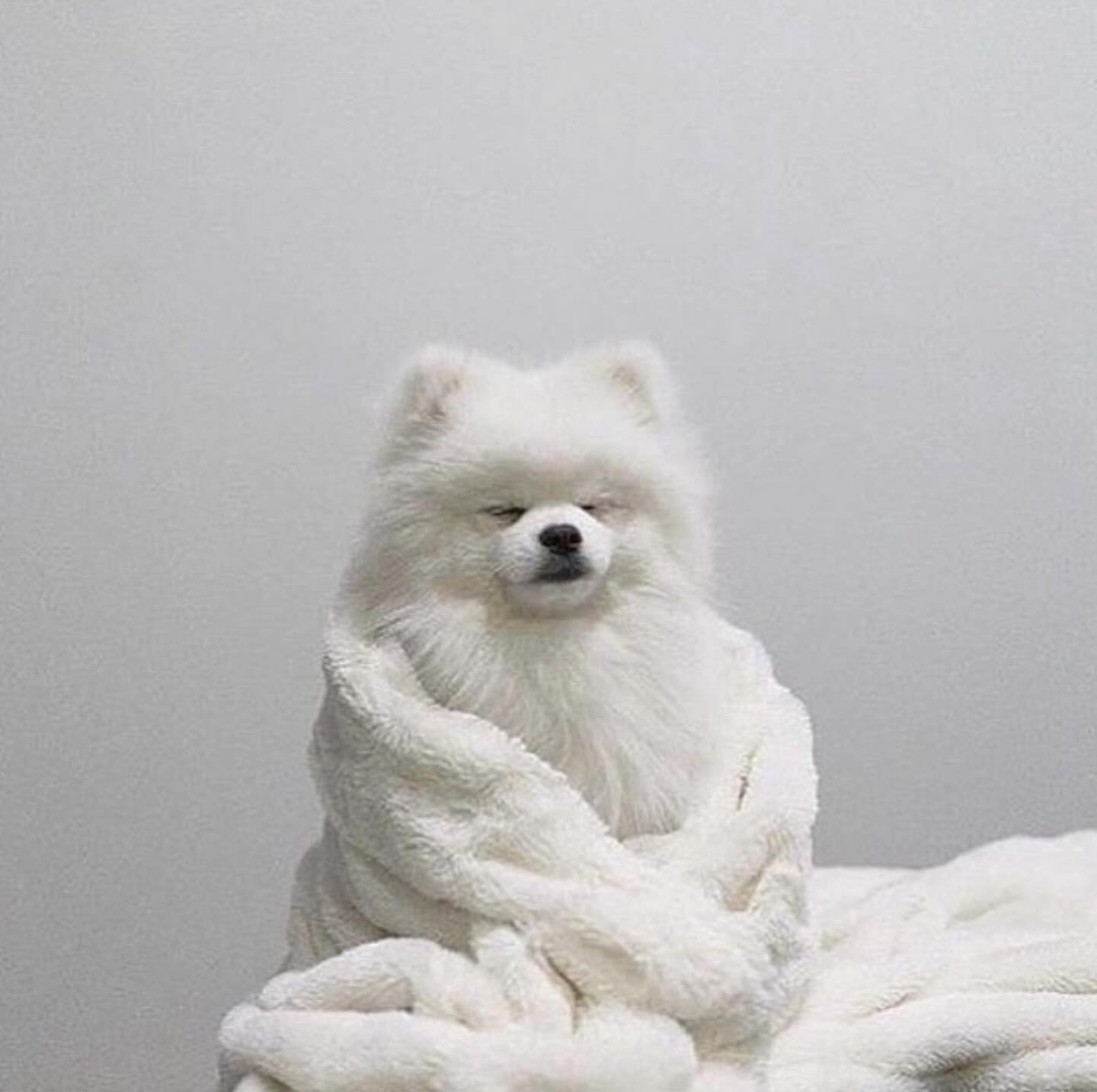 Cloud 9 found its permanent resident. ☁️ 🐾