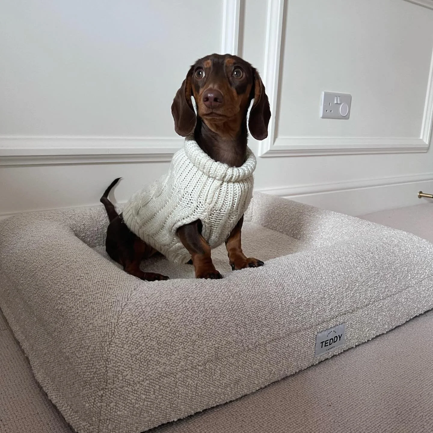 Feeling paws-itively elegant today. 🤍