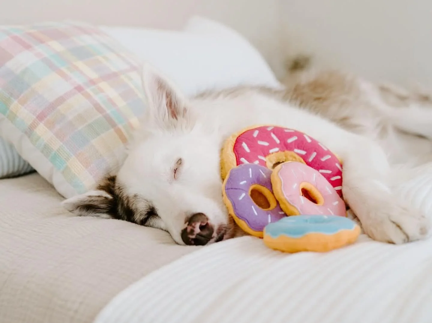 Dreaming in sprinkles. 🍩💖

📸: @crazyaboutspots