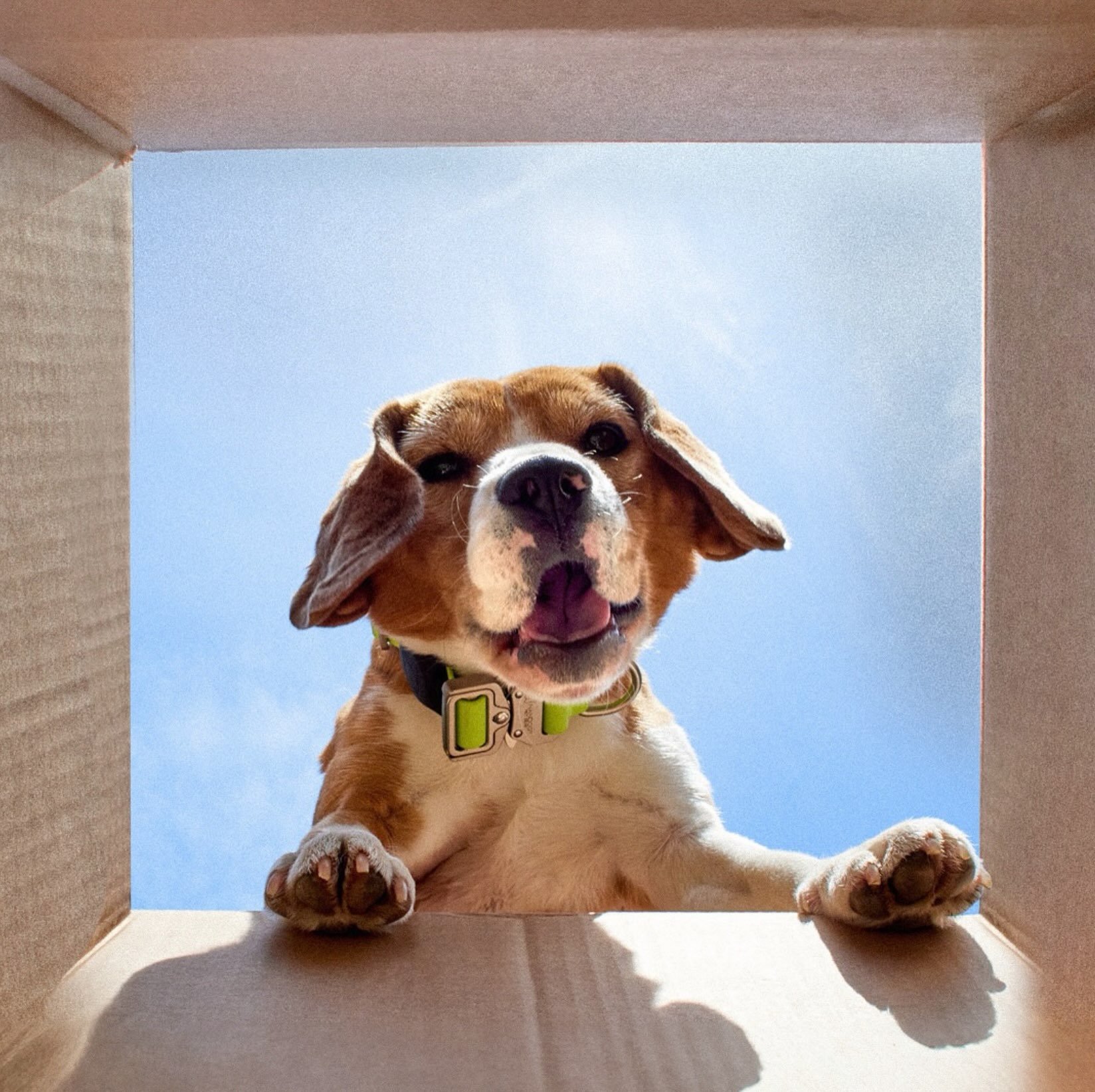 Look who arrived. 📦🐾

Every Lunadelmar order is a little reminder that nontoxic, pet-safe living doesn&rsquo;t have to be complicated. Just unbox and enjoy! 

We hand-select every product so you never have to wonder what&rsquo;s inside.

Nontoxic s