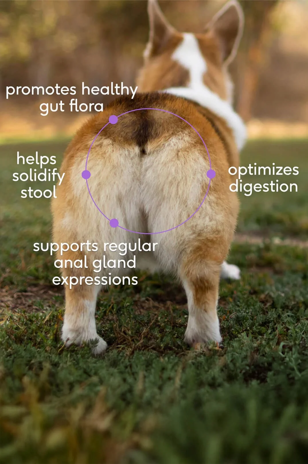 native pet probiotic
