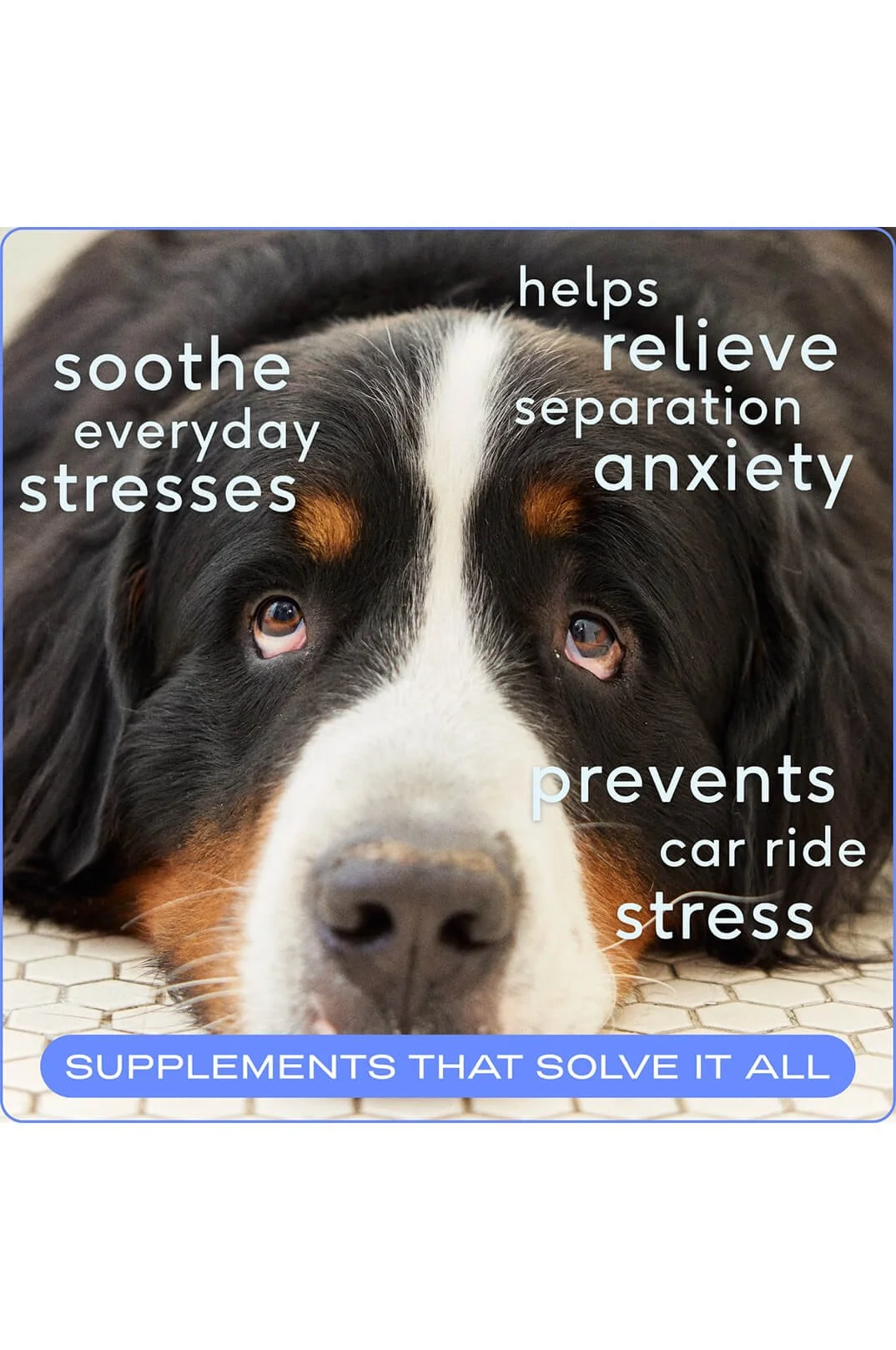 Native Pet Calm Chews