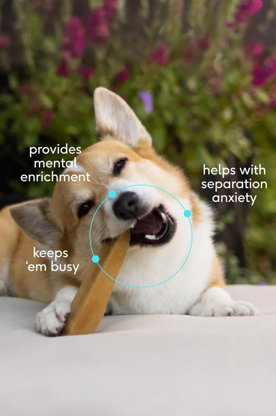 nontoxic bones for pets