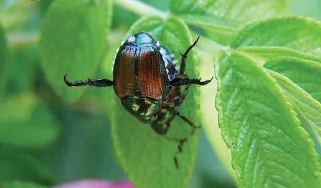 Japanese-Beetle.jpeg