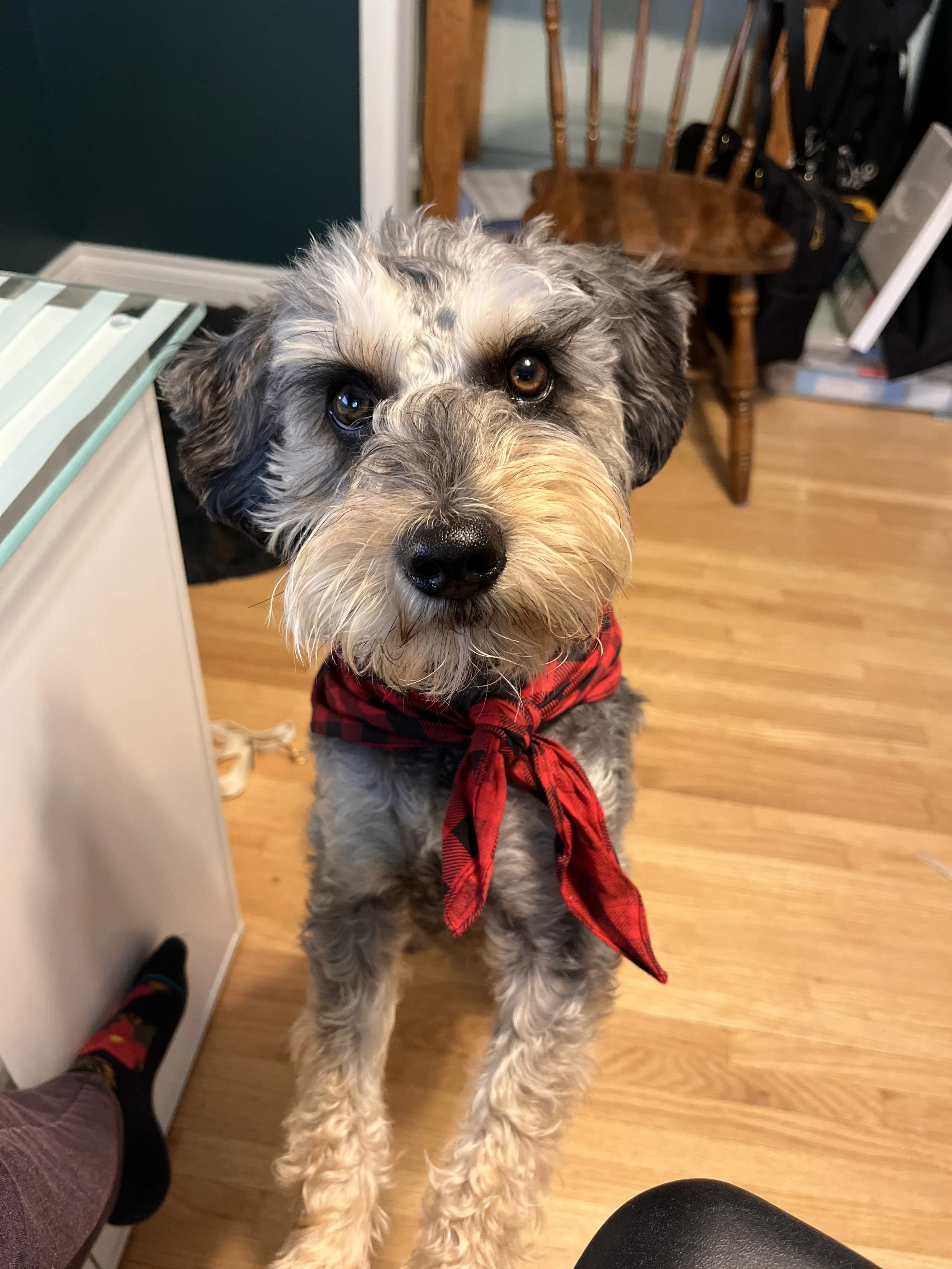 Cute dog with scruffy fur and red bandana indoors on wooden floor