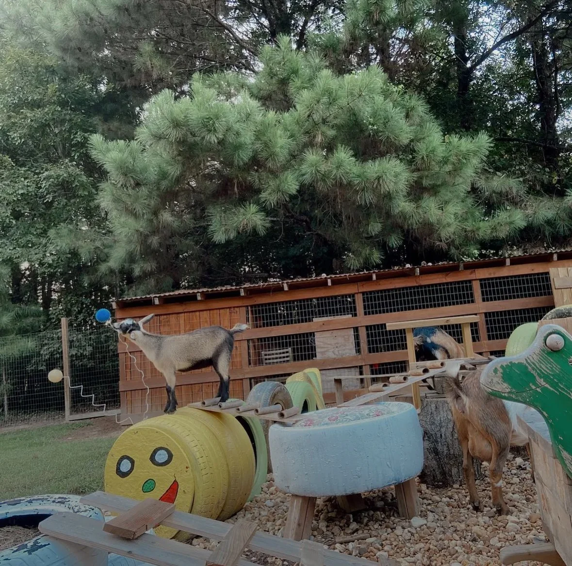 Indigenous Farming at Junie B. Farm