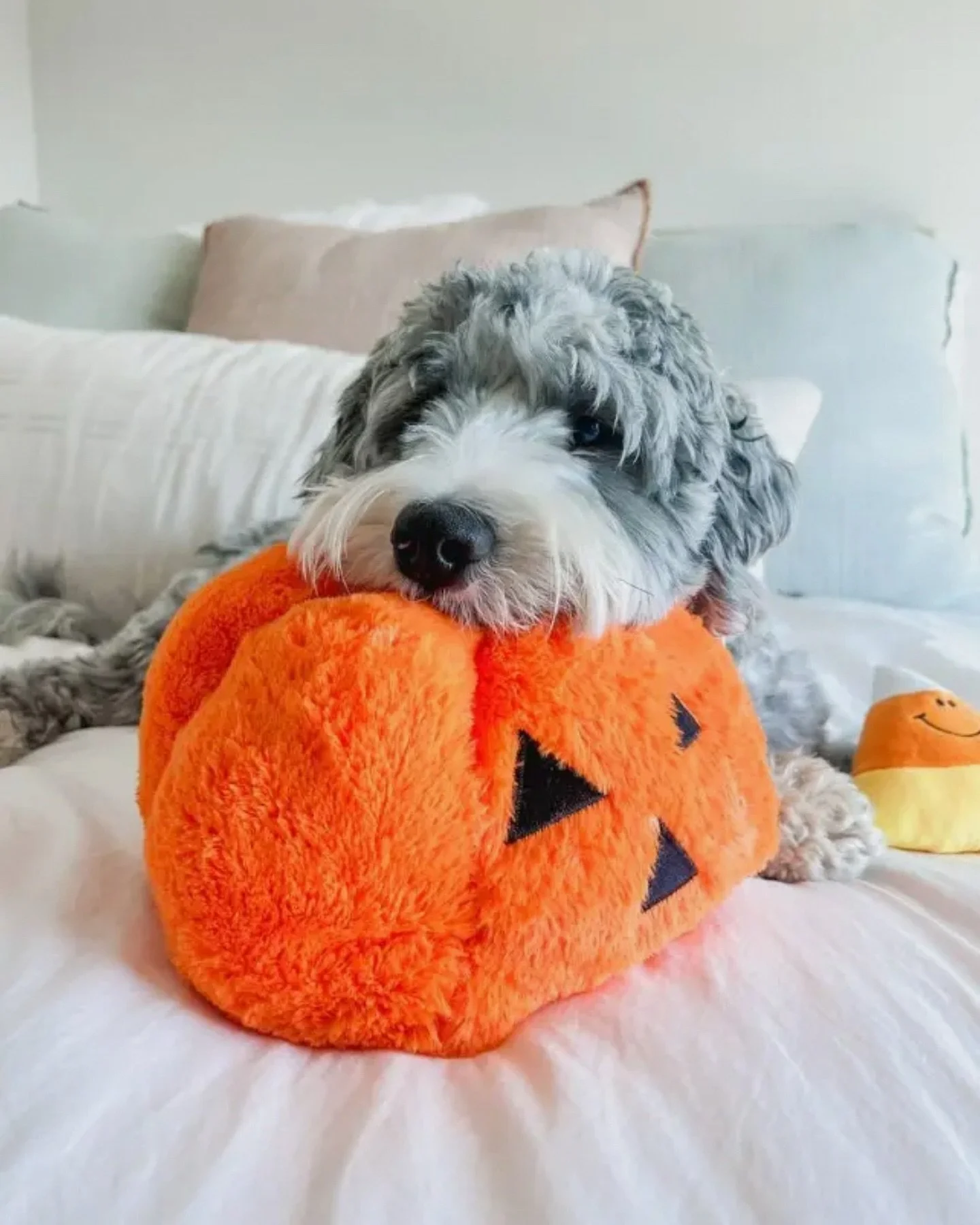 it&rsquo;s officially spooky season, happy october 1st!!🎃
&bull;
our pumpkin snuffle toy from @midleedesigns is the perfect way to celebrate the season, only a few left in stock! 
&bull;
I am working SO hard to get a launch date finalized still, tha