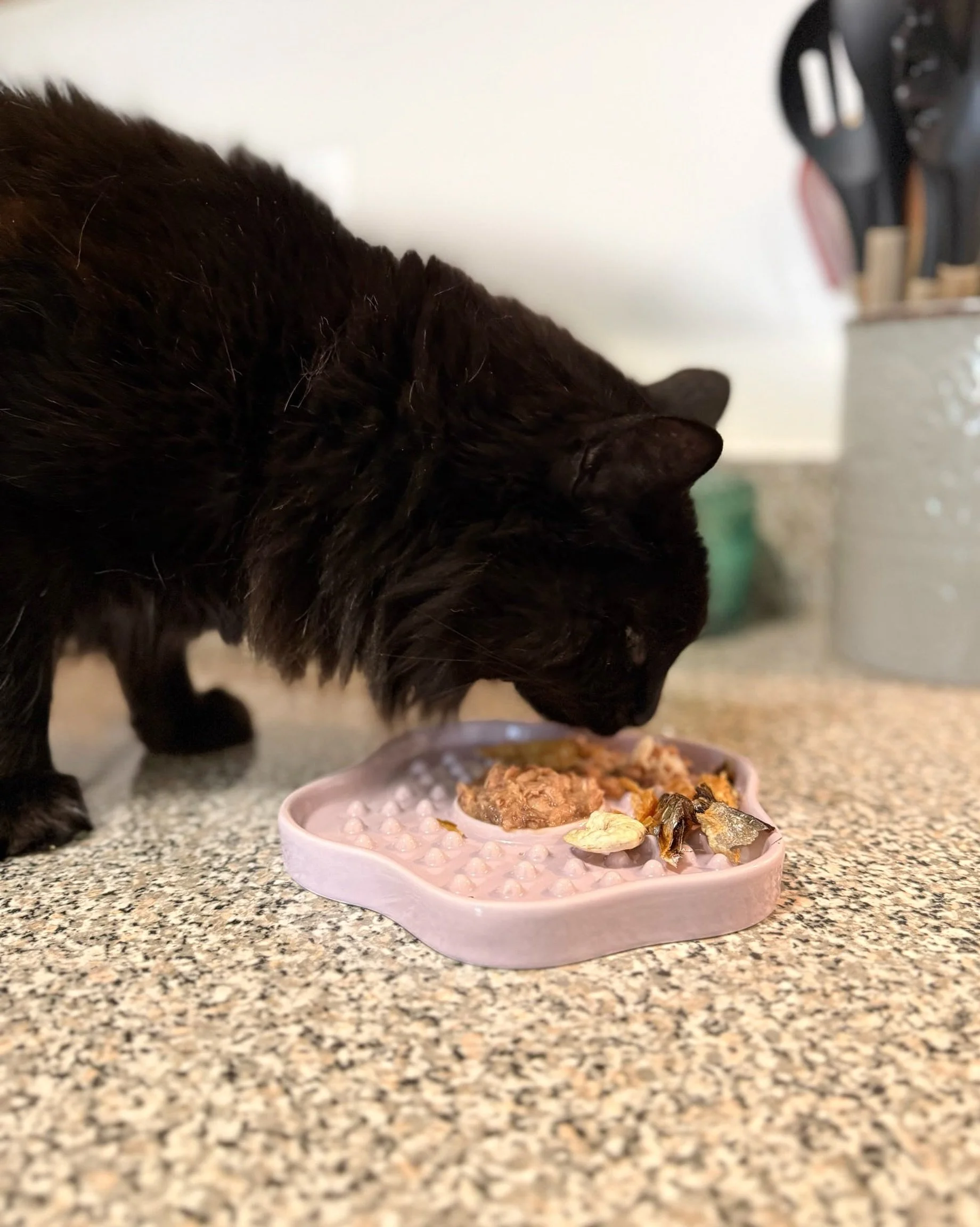 nothing I love seeing more than our new kitty products already in use ✨ our floral ceramic plate going fast! 
&bull;
&bull;
#viviscollection #catenrichment #catplate #catfeeding #felineenrichment