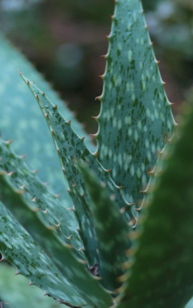 Aloe Friend Blank Notebook Cover.jpeg