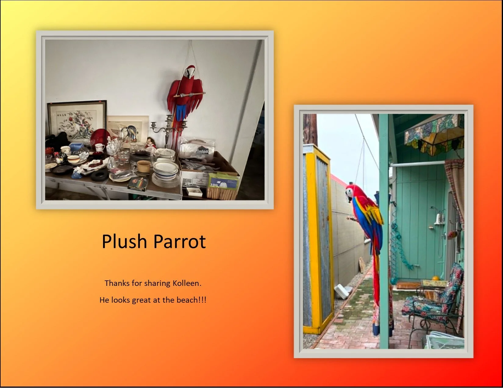 parrot.jpg