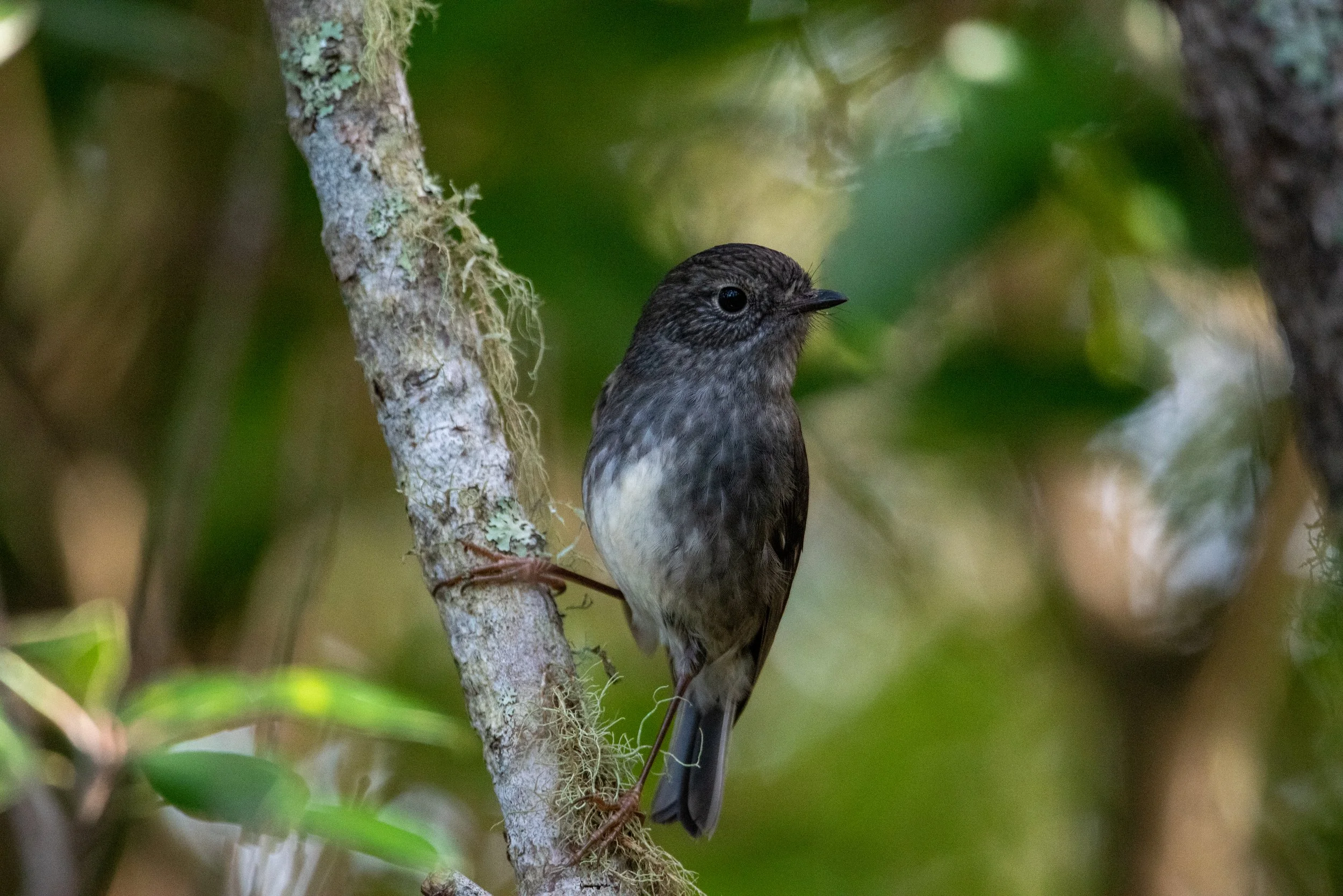 A small bird with dark brown and white plumage perched on a tree branch surrounded by green foliage - New Zealand Robin