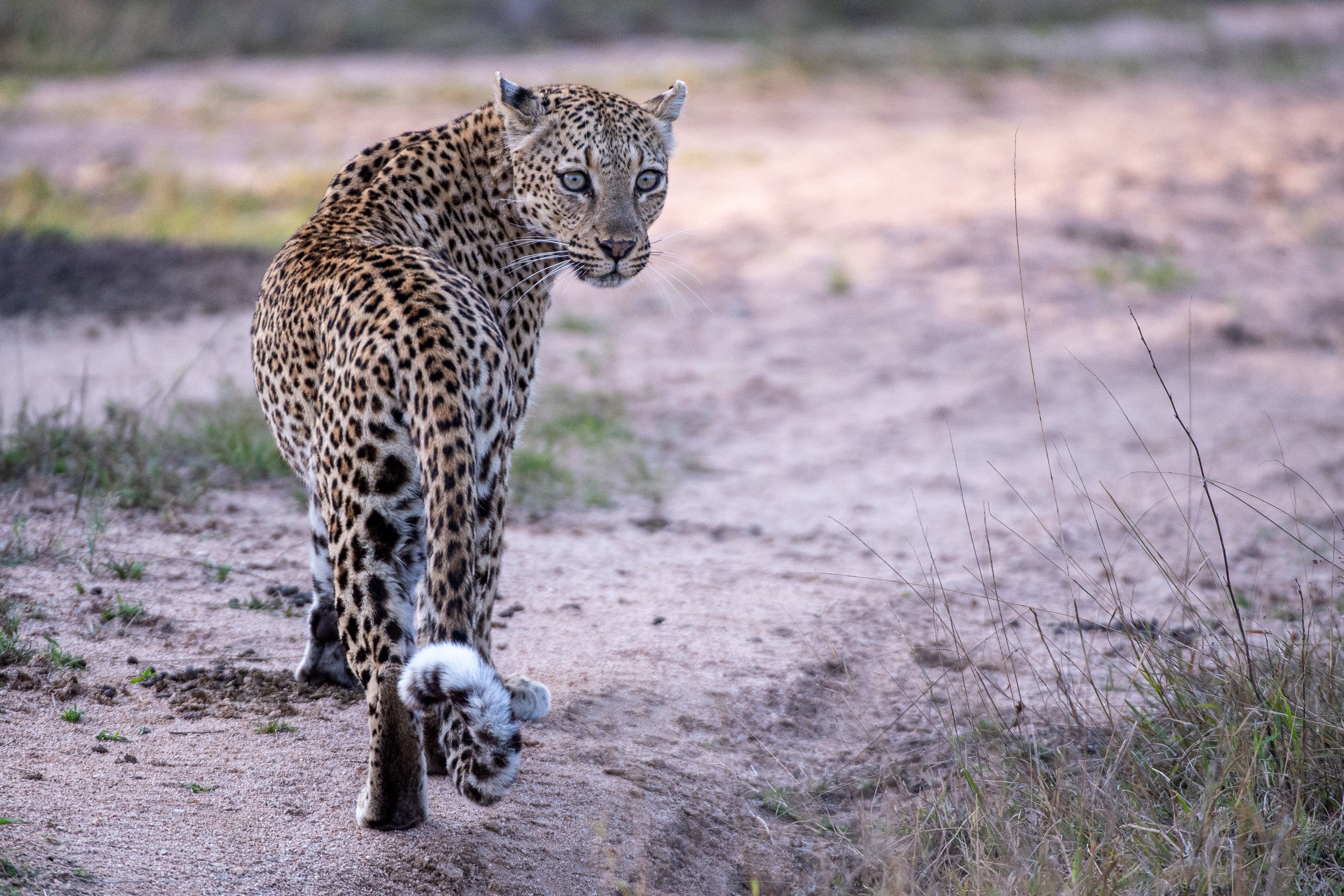South Africa 2023, Greater Kruger