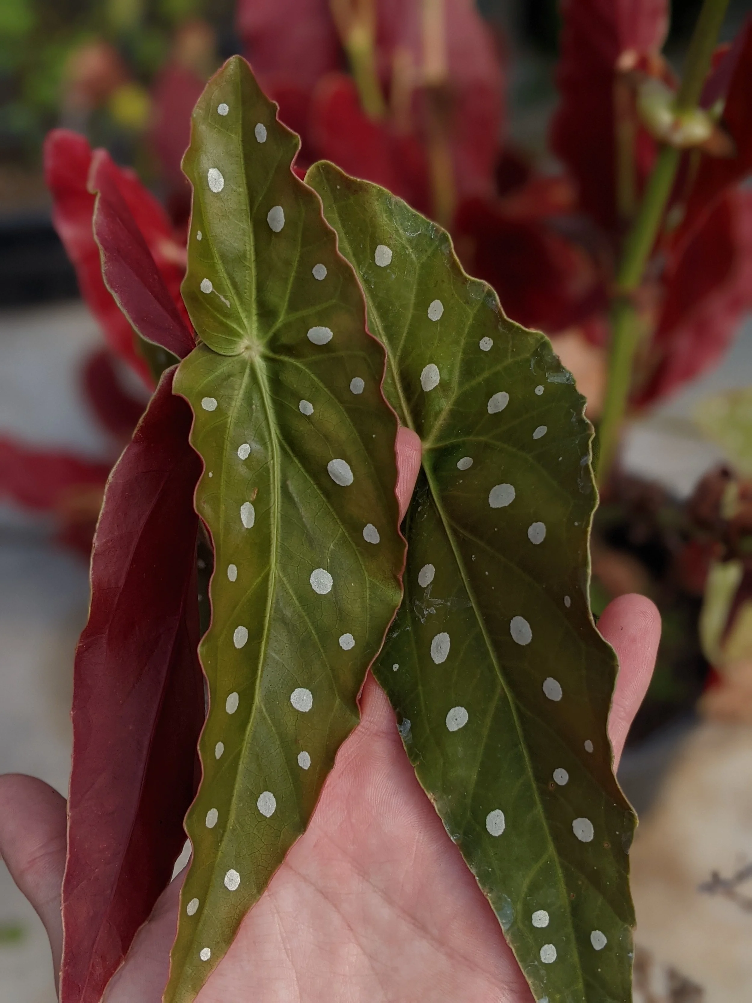 Begonia maculata