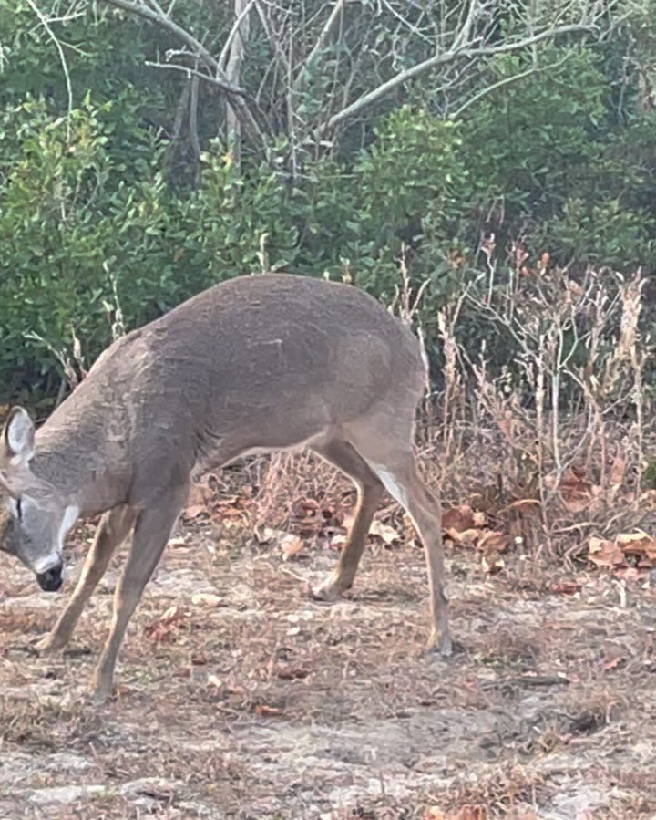 Some pretty cool videos yesterday. First two bucks were just exhausted from fighting. I thought they were locked up but all good. Cool stuff.