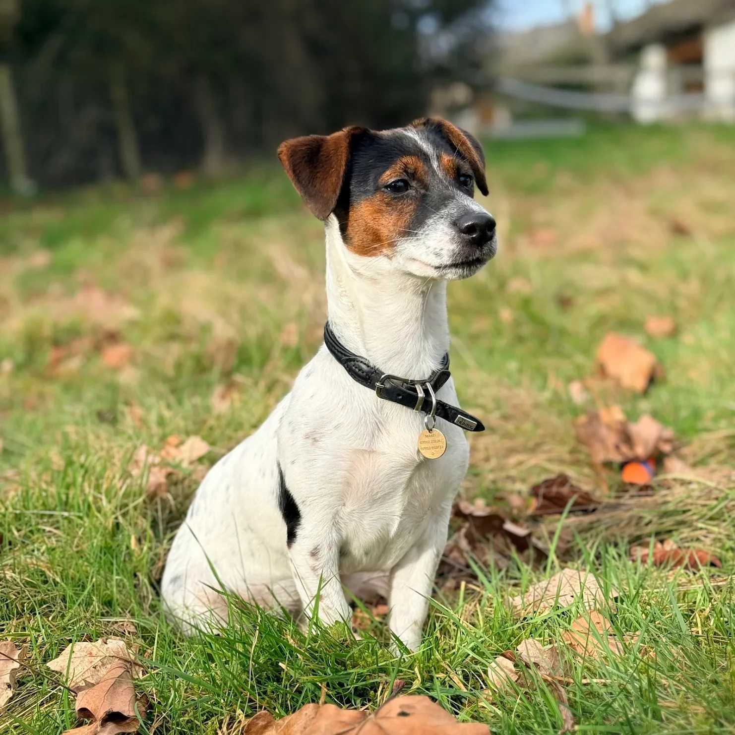 Cute small dog with a black collar sitting on grassy ground with fallen leaves in an outdoor park.
