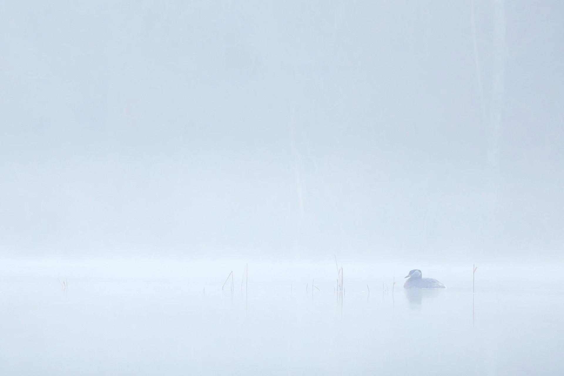 Rothalstaucher in blauer Nebelstimmung auf spiegelglattem Wasser