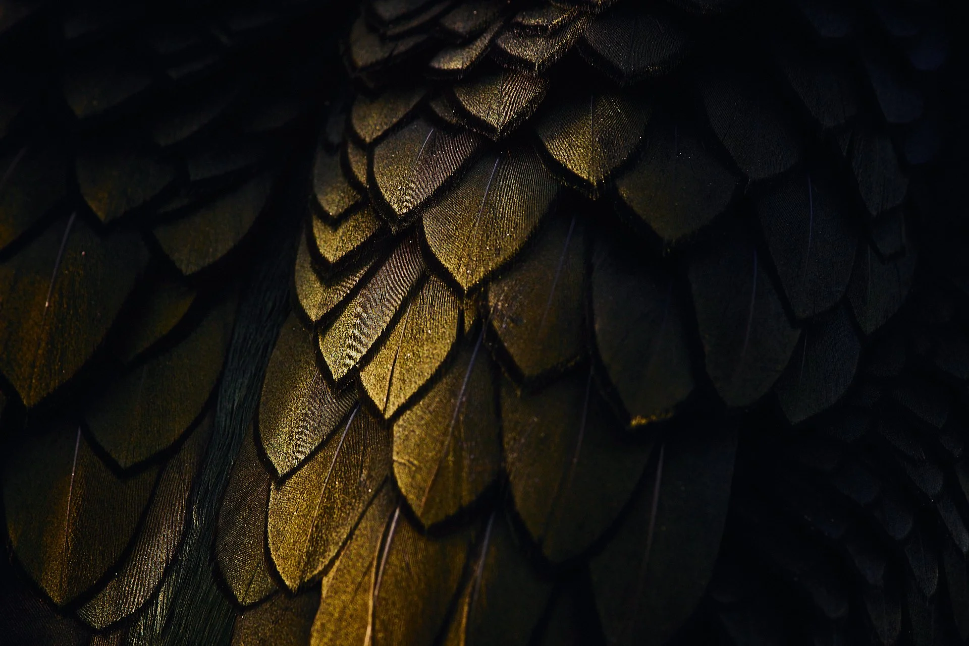 Prämierung beim Wettbewerb der Schweizerischen Vogelwarte