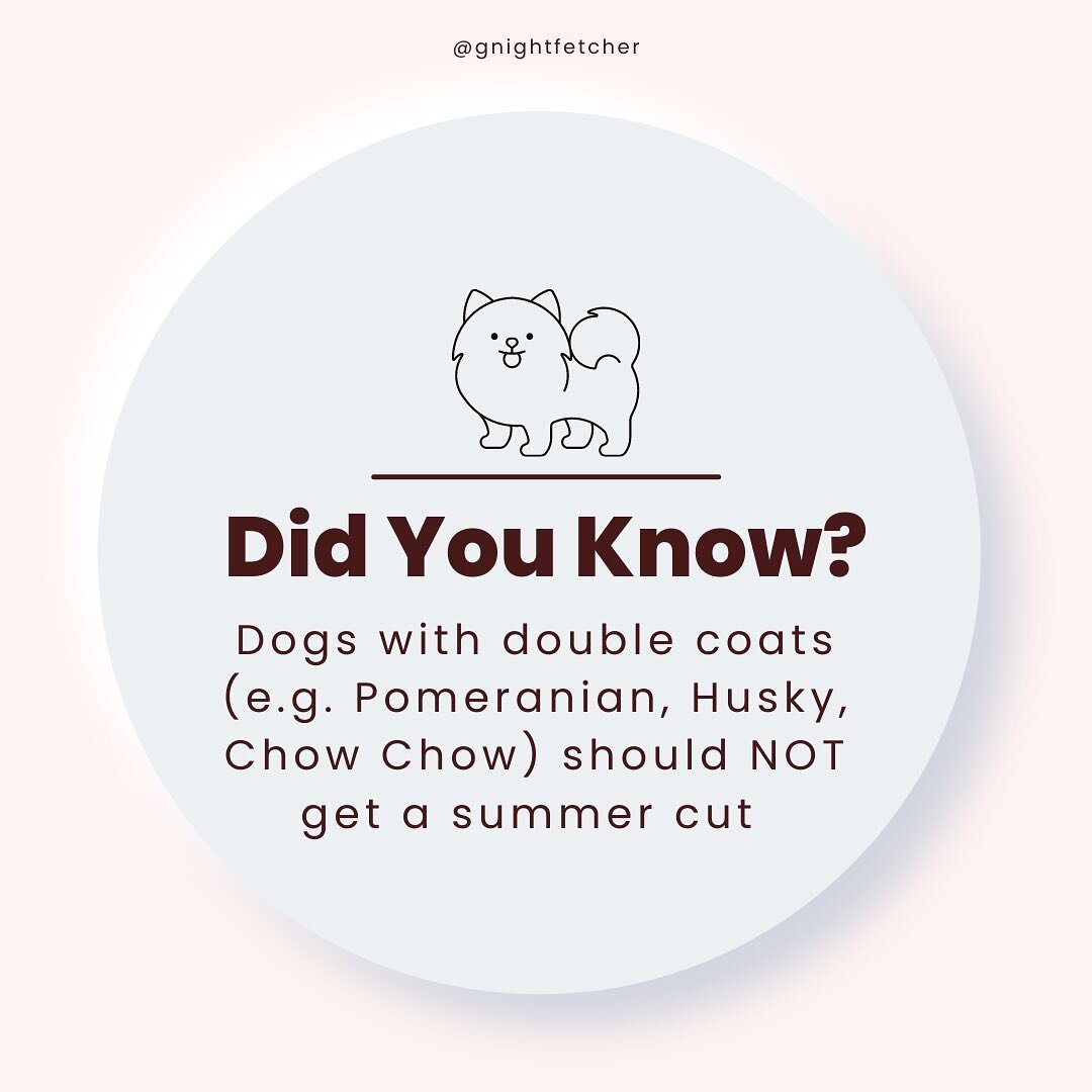 If you are about to give your doggo a summer cut, think again👆🏻for dogs with a double coat, an uncut, well functioning double layer may be the key to preventing heat stroke this summer🌞
.
.
.
#seniordoglove #pomeraniangrooming #pommom #chowchowclu