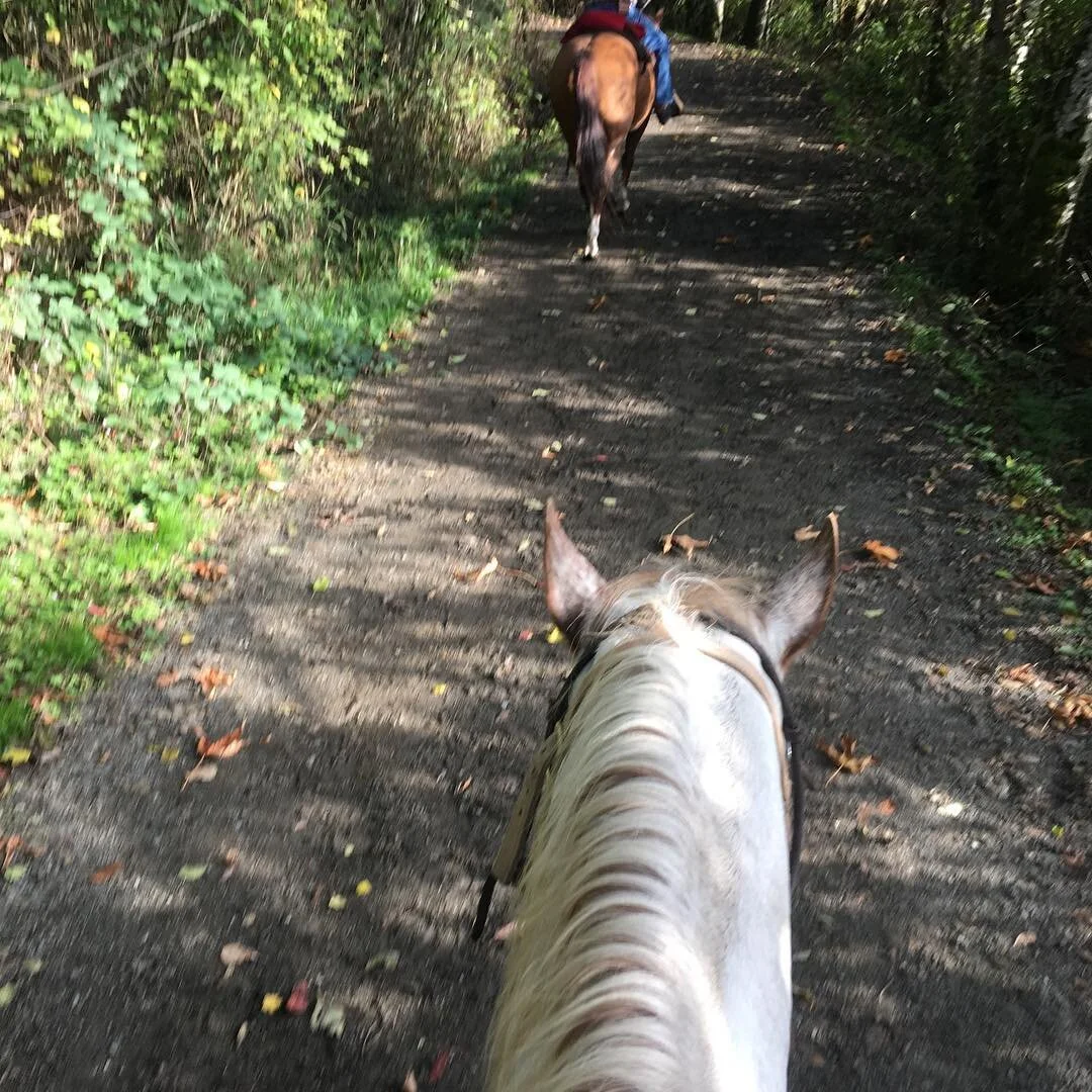My cowboy guide told me if there was too much rein contact with Freckles (my ride) he (Freckles) would get angry with me!! So, I trusted! Out of the need to control and living it!!
