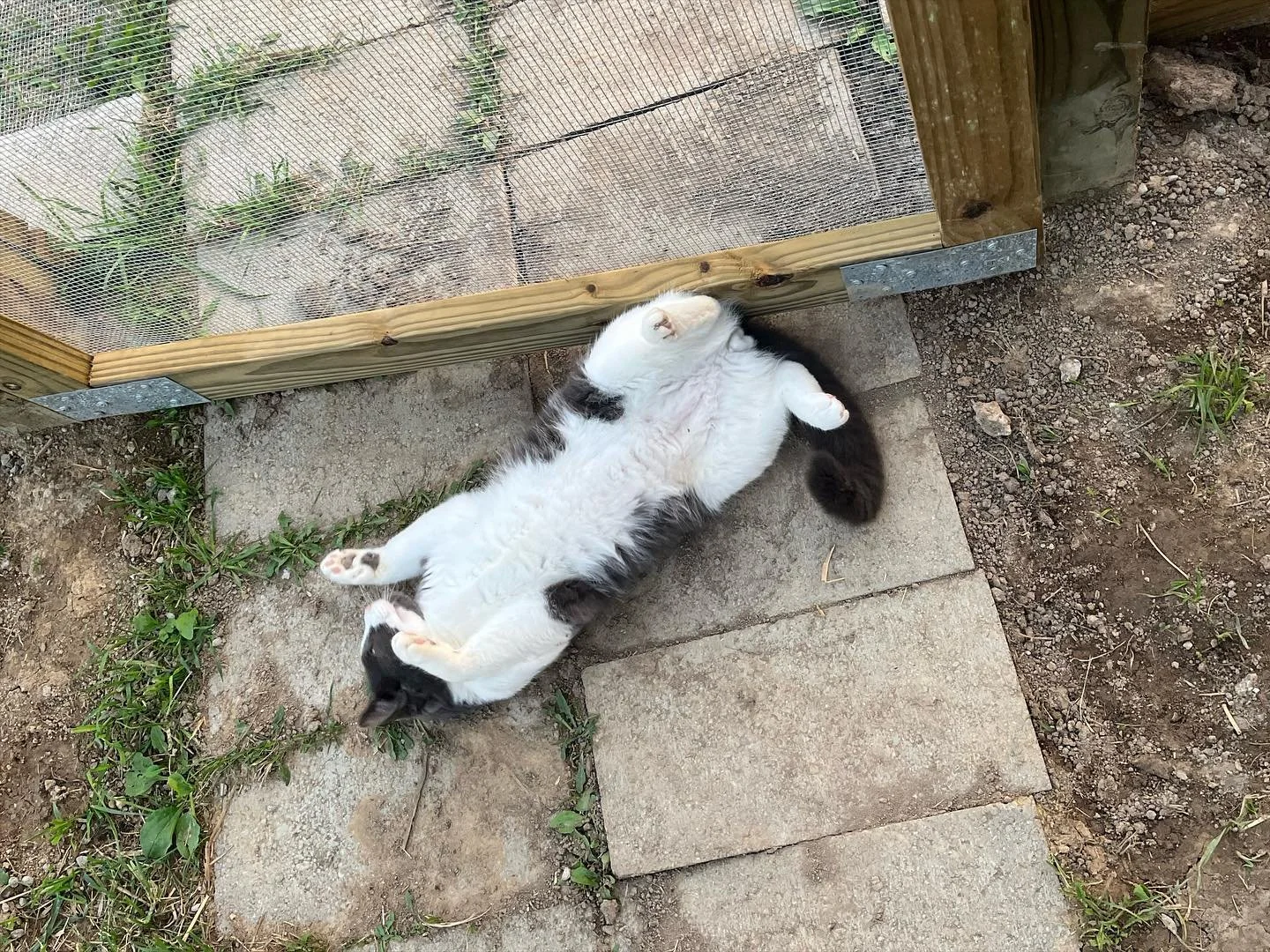 Baggins-4.jpg