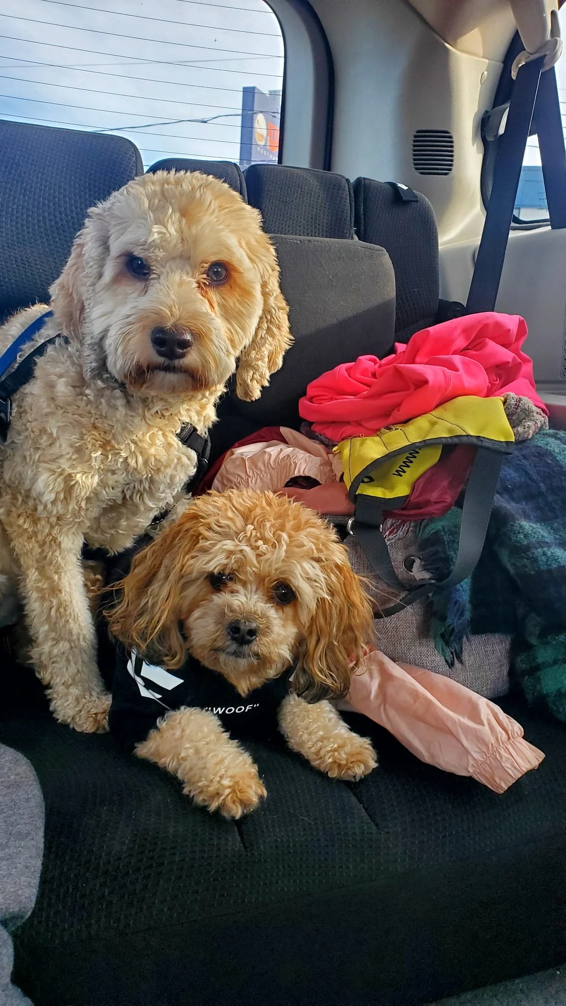 A beige mini Labradoodle hovers over a brown and light brown smaller poodle mix on the backseat of a van. They are both staring intensely at the camera. It is sunny outside and there are jackets and scarves piled up next to them on the backseat.