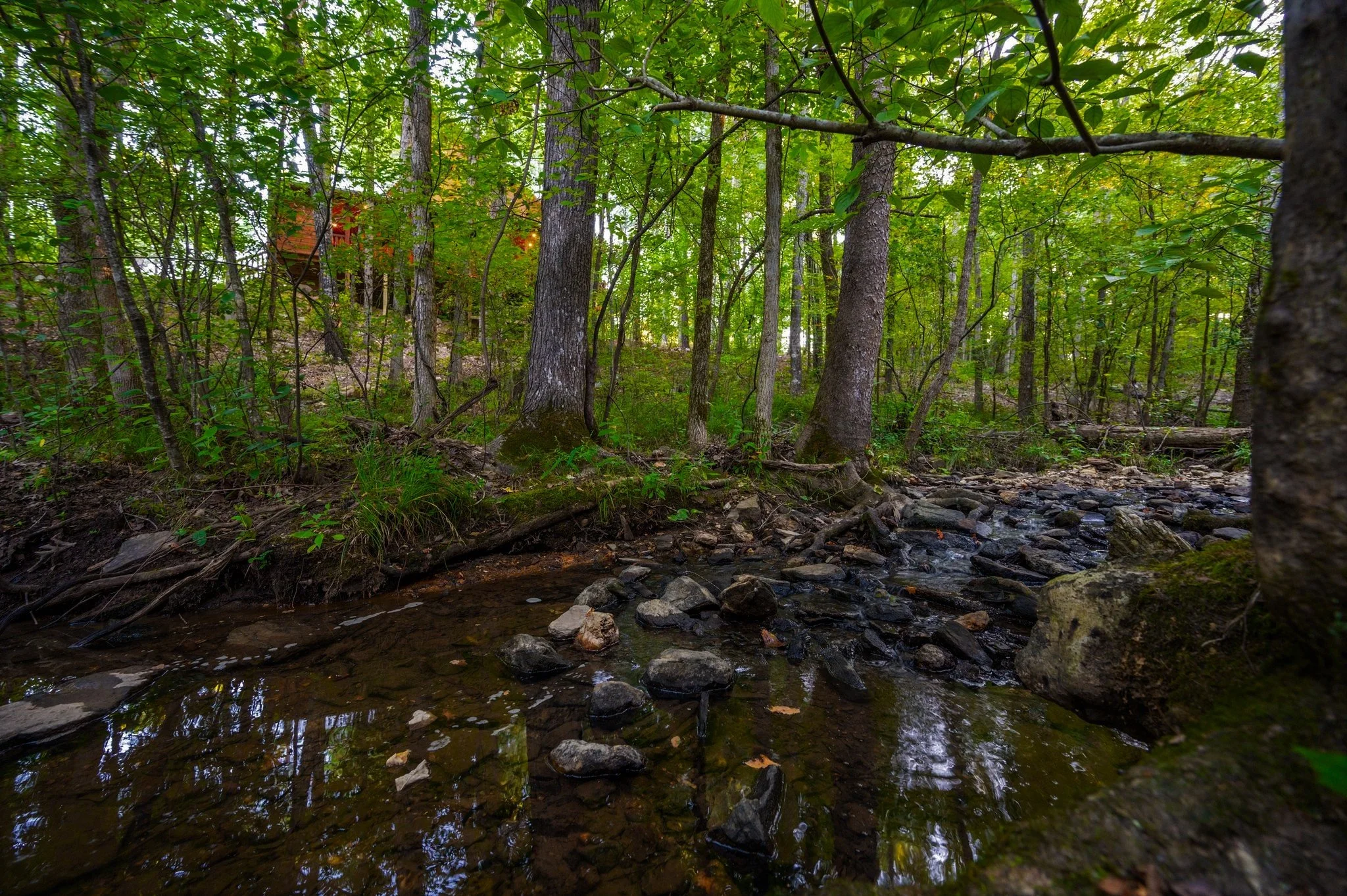 creek.jpeg