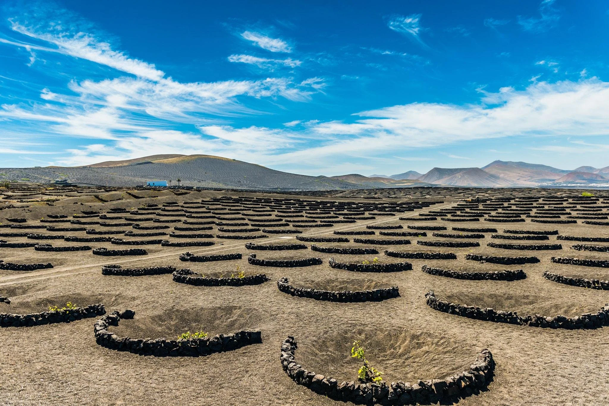 The 5 Best Wineries in Lanzarote- Wine Tasting Guide.jpeg