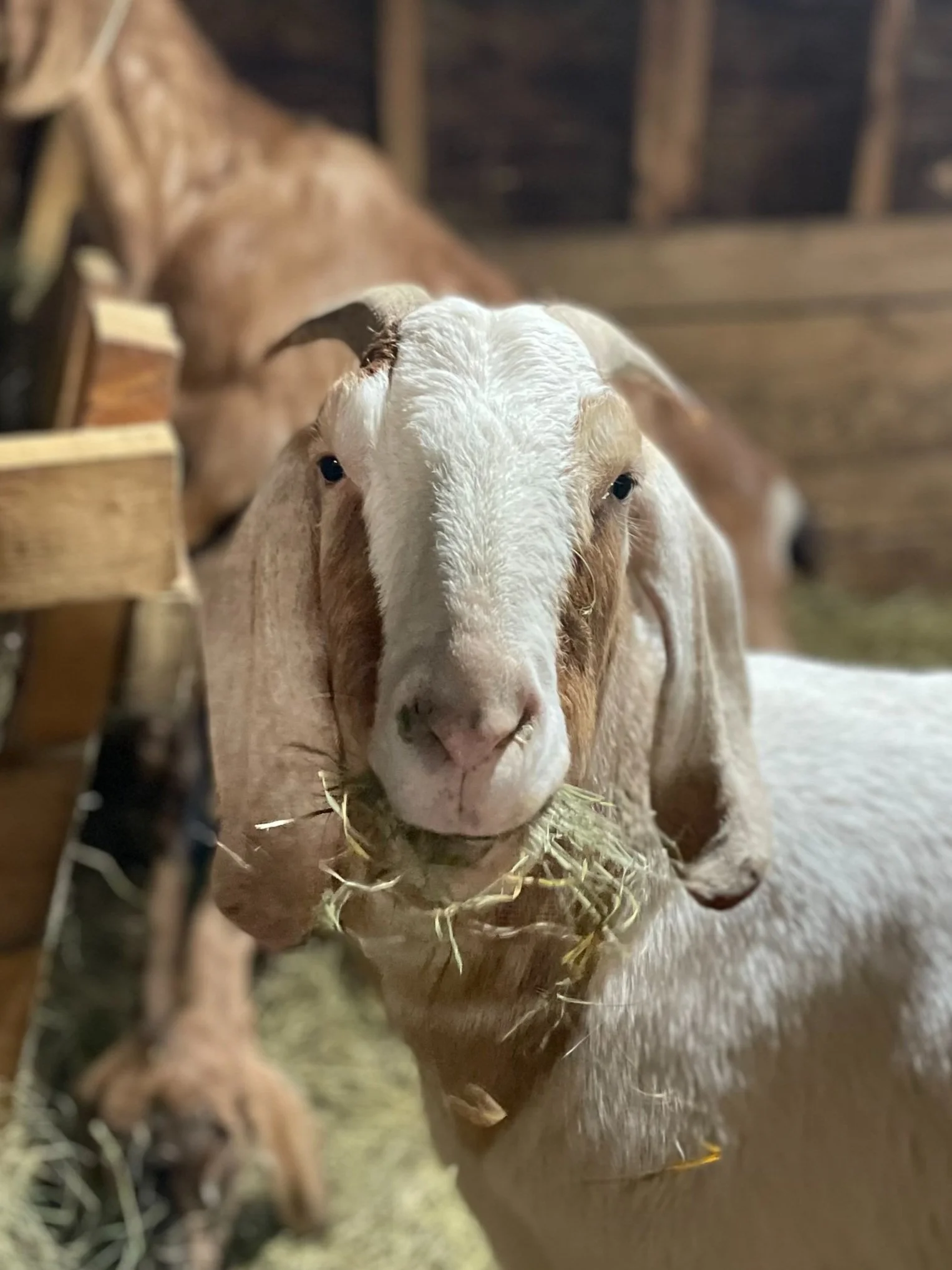 AUNT BIPPY’S FARM JOURNAL Issue 02