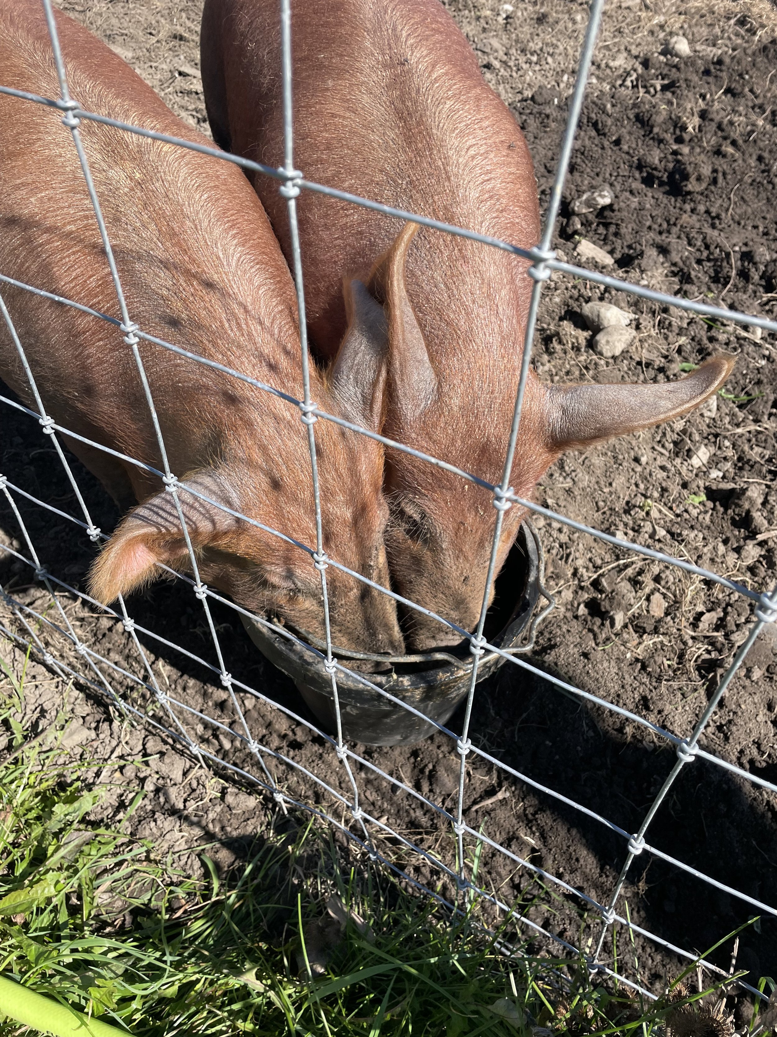 Tameworth heritage hogs