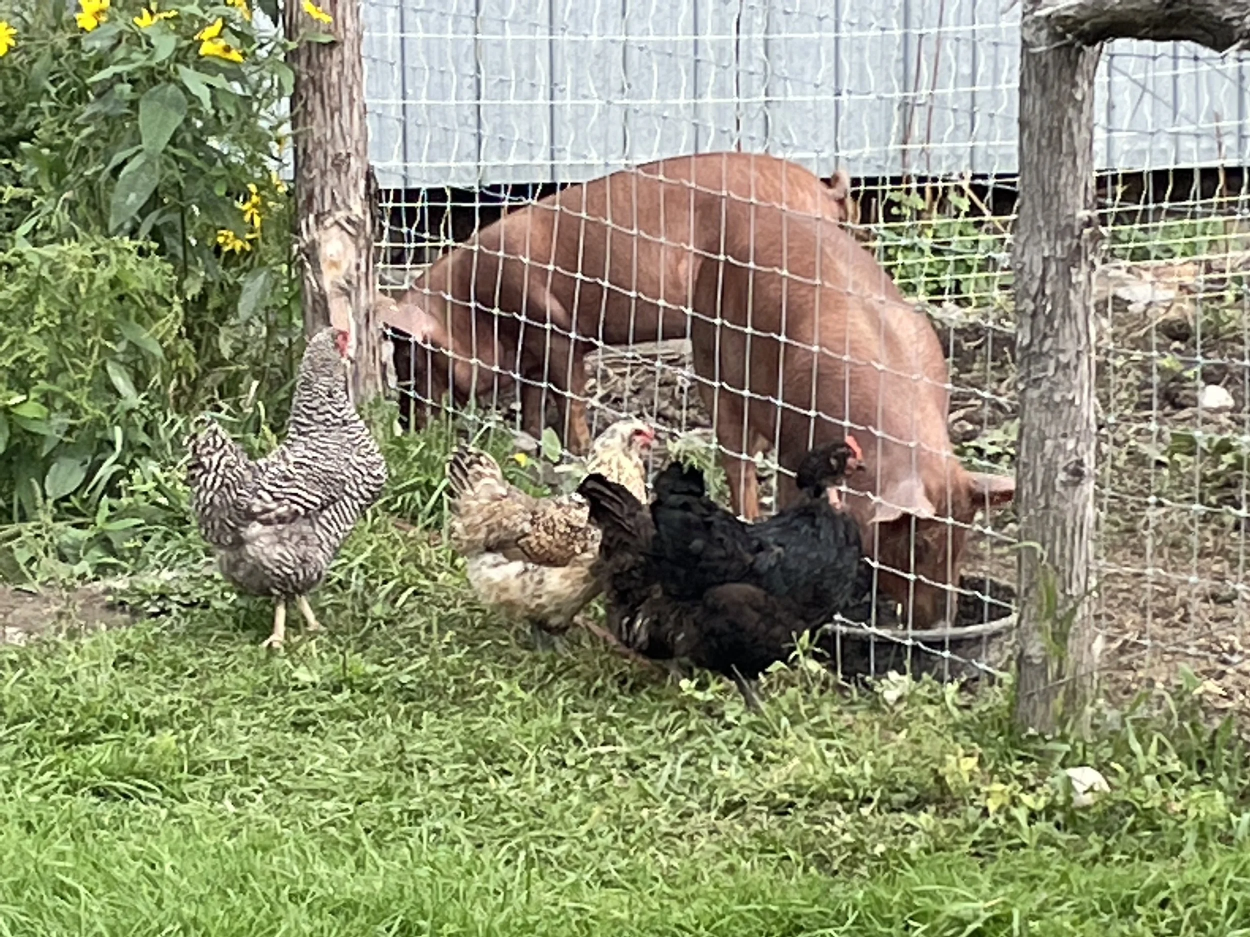 Tameworth heritage pigs