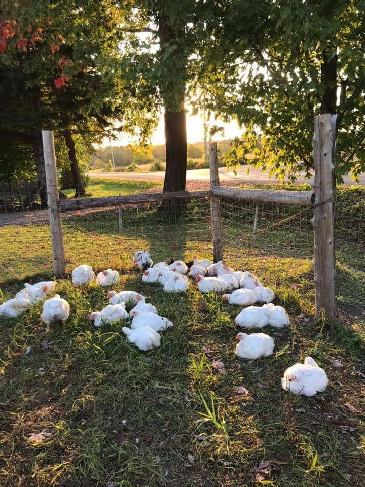 Free range chicken