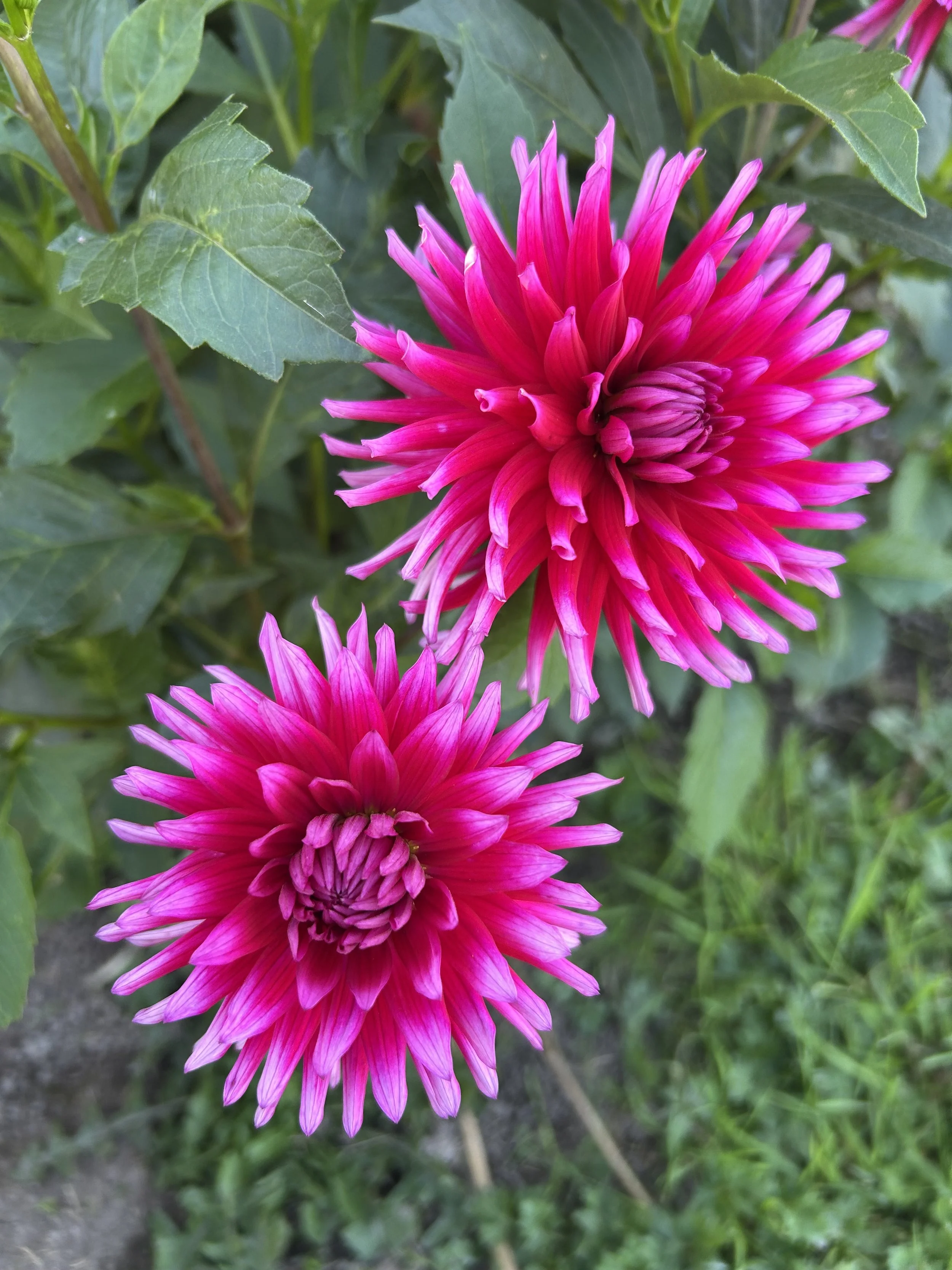 IMG_3891.jpeg