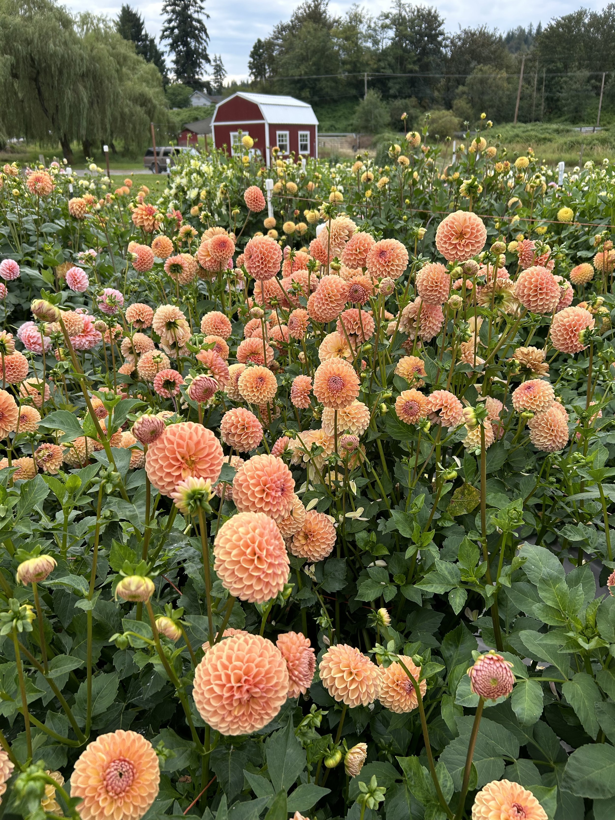 IMG_2987.jpeg