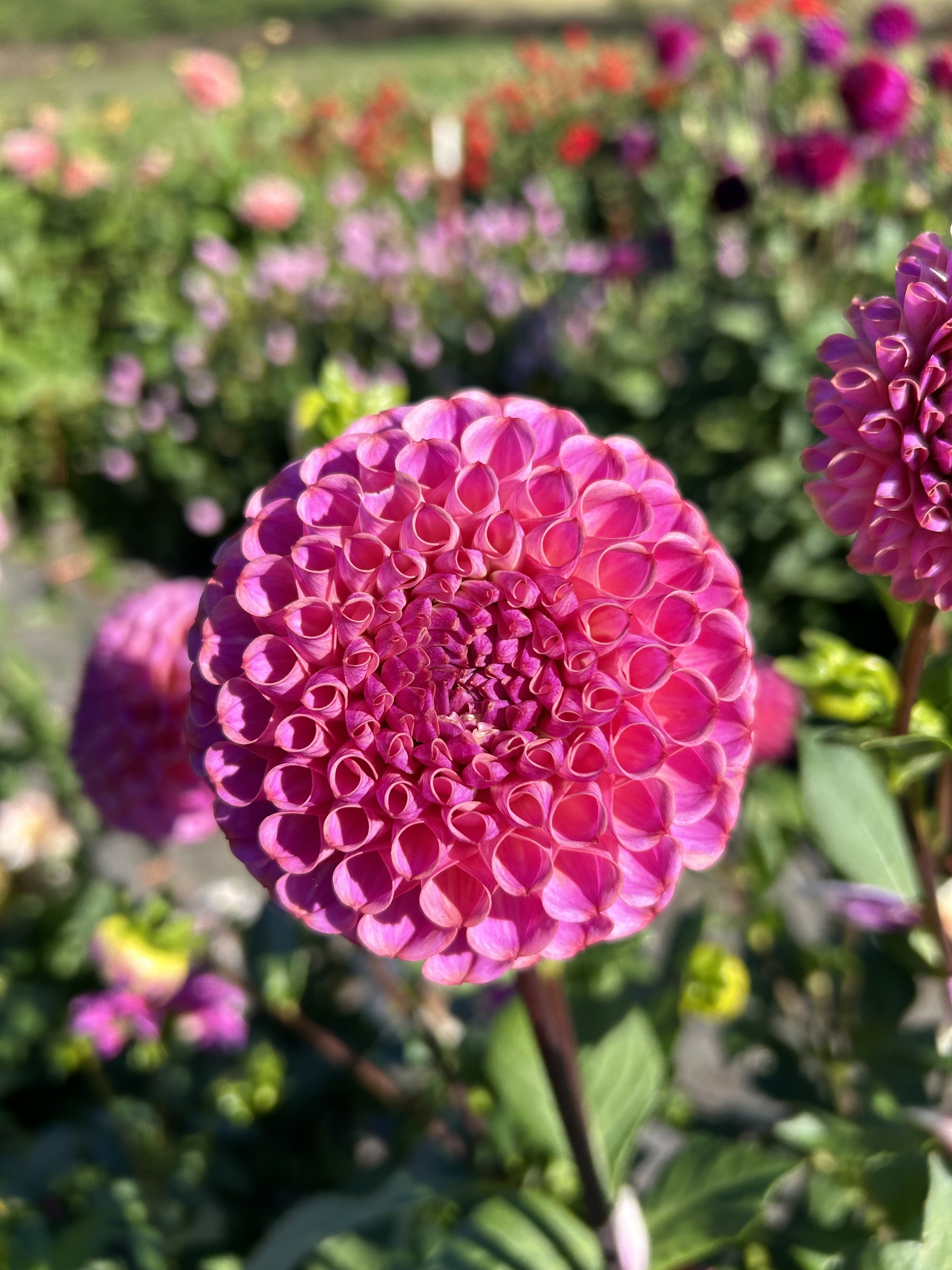 IMG_3870.jpeg