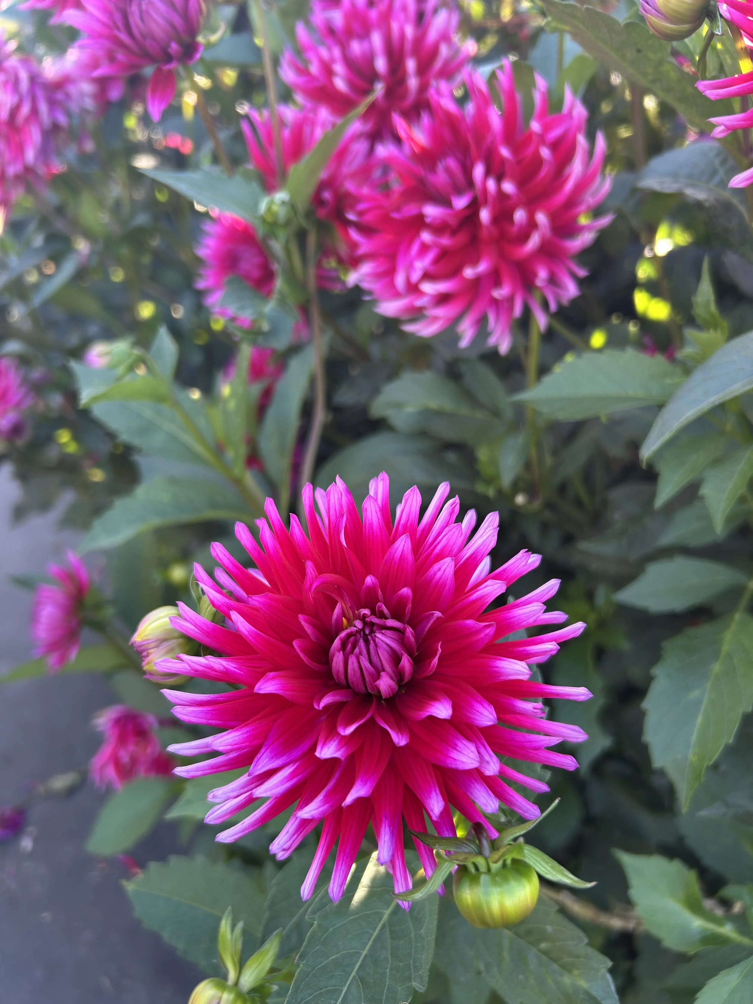 IMG_3890.jpeg