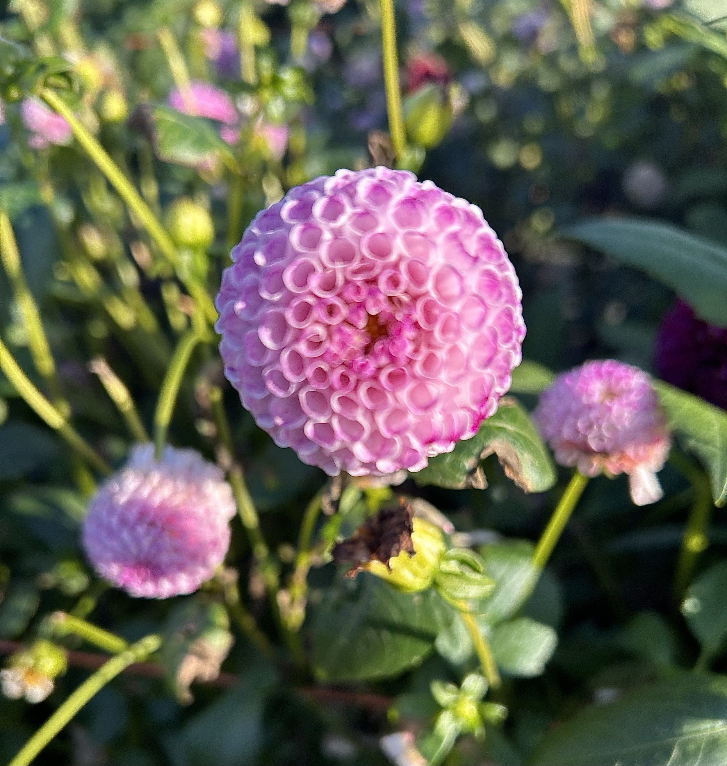 IMG_4157.jpeg