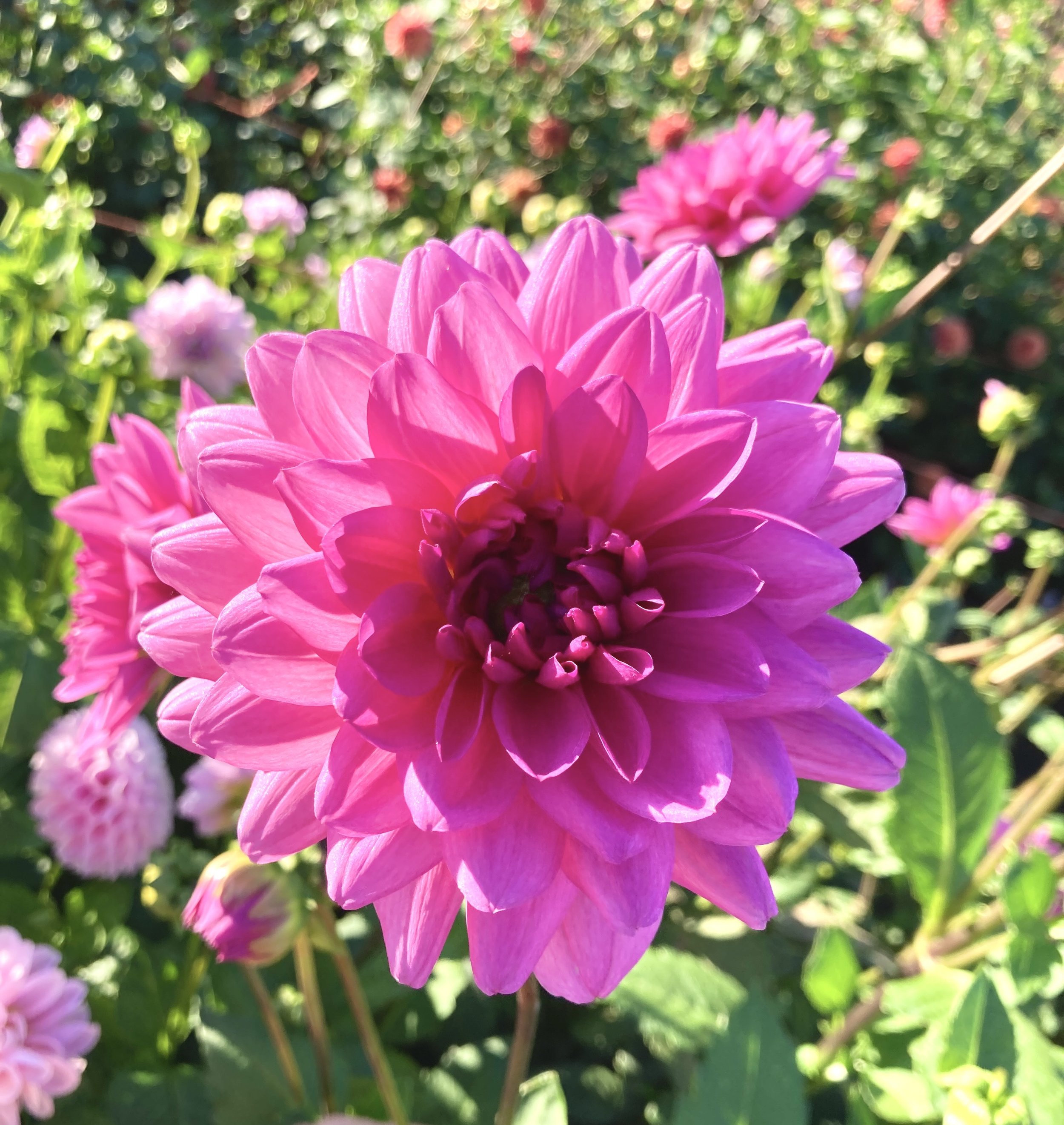 IMG_8885.jpeg
