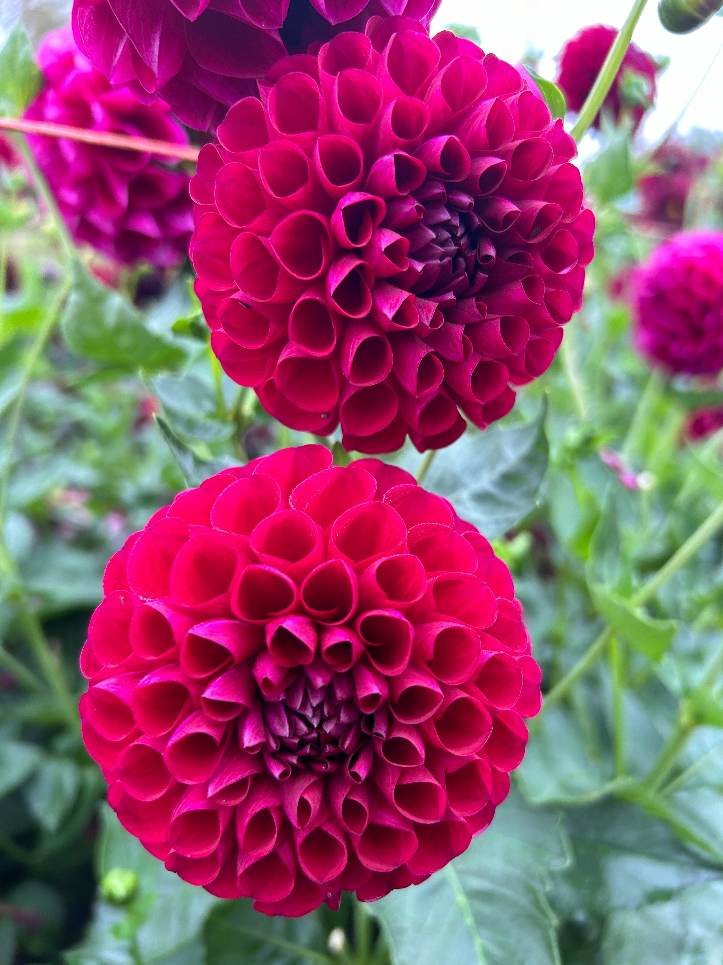 IMG_7975_Original.jpeg