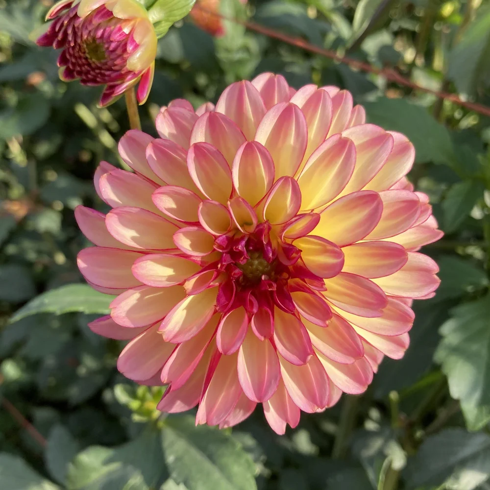 宵姫 爽 S63UL-solid ＋ダイワ 20月下美人X LT2000S-P 宵姫 爽 S63UL-solid ＋ダイワ 20月下美人X LT2000S-P C99462