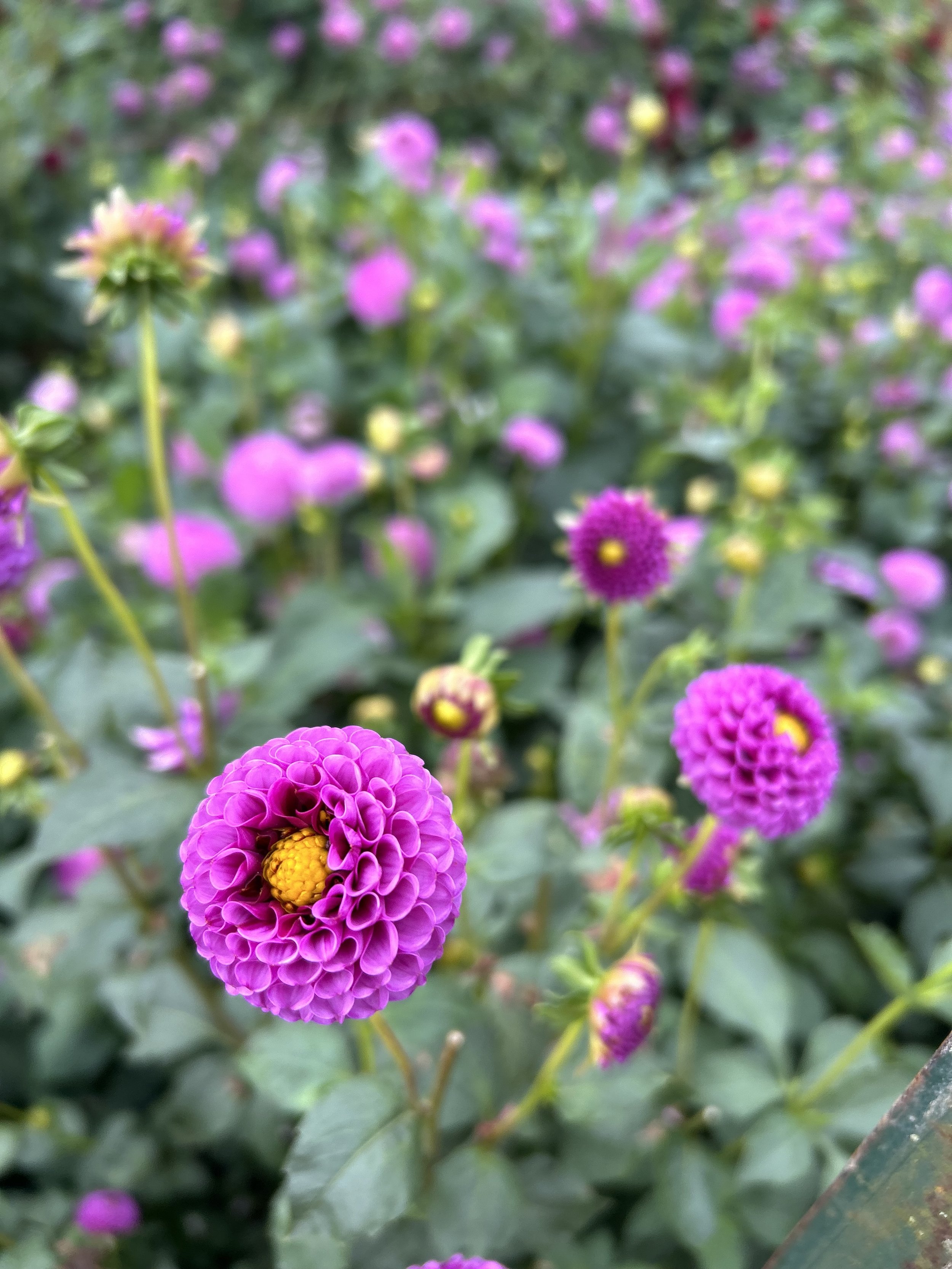IMG_3376.jpeg