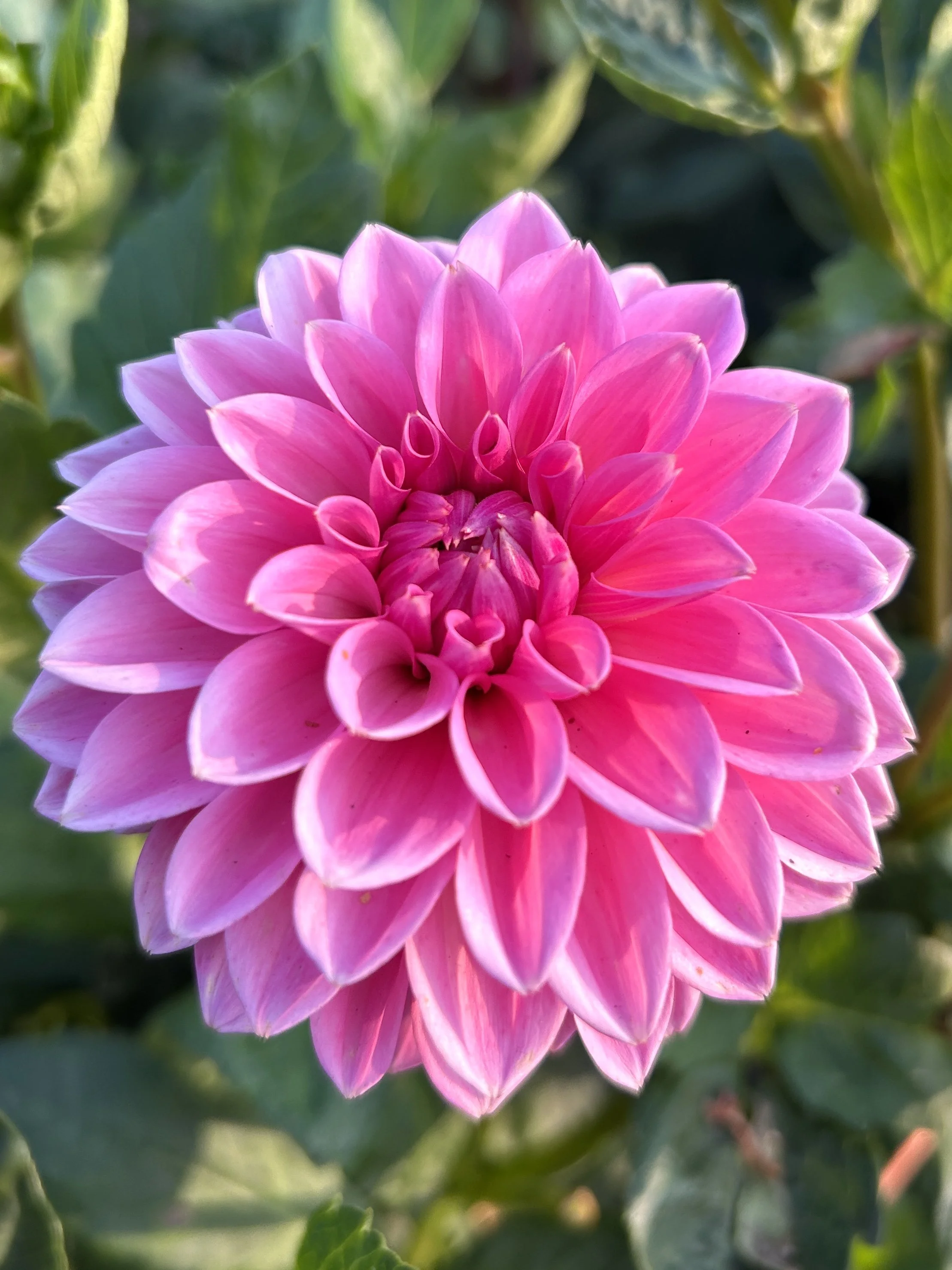 Sandra (aka Pink Sylvia)