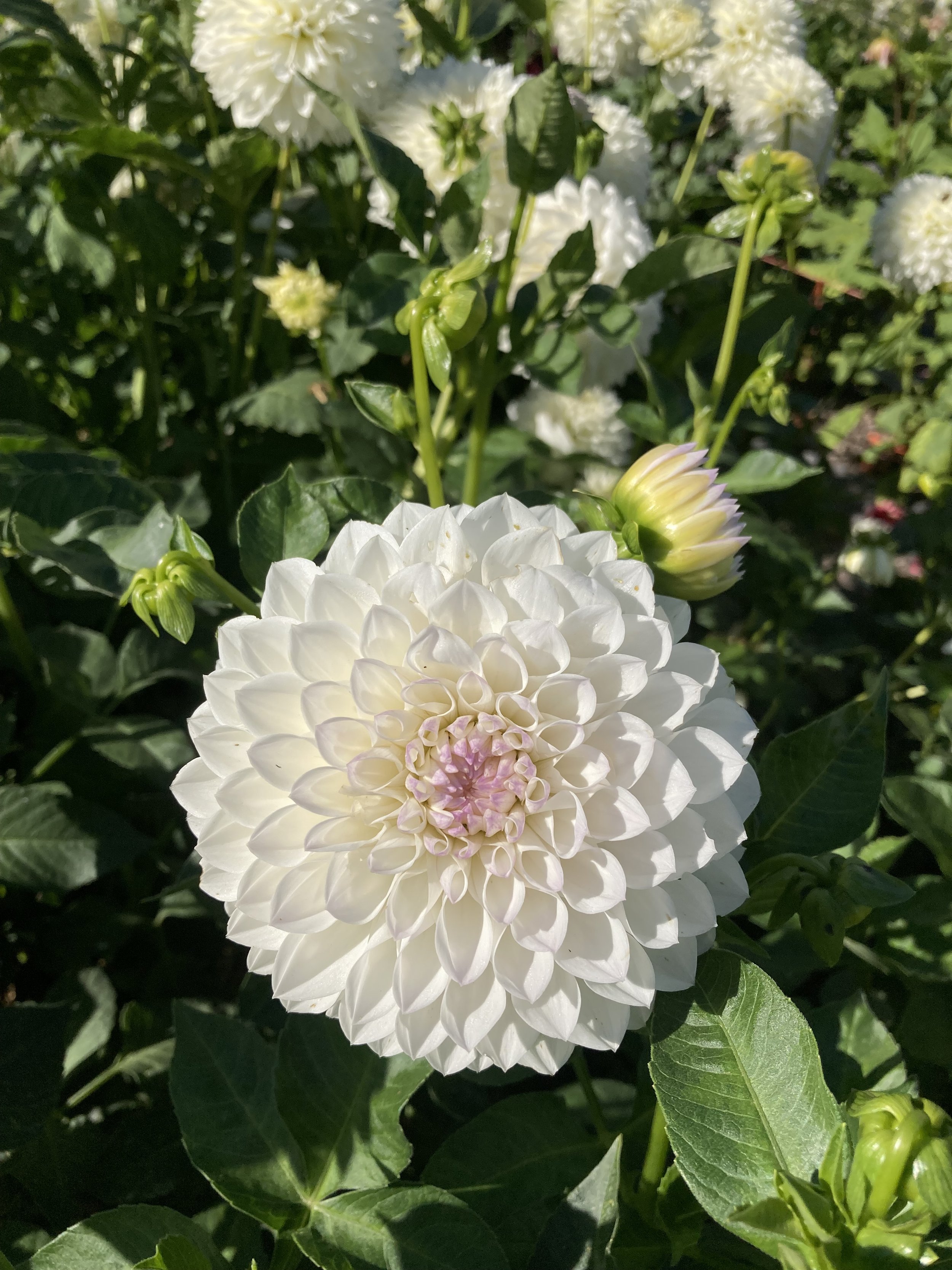 IMG_3508.jpeg